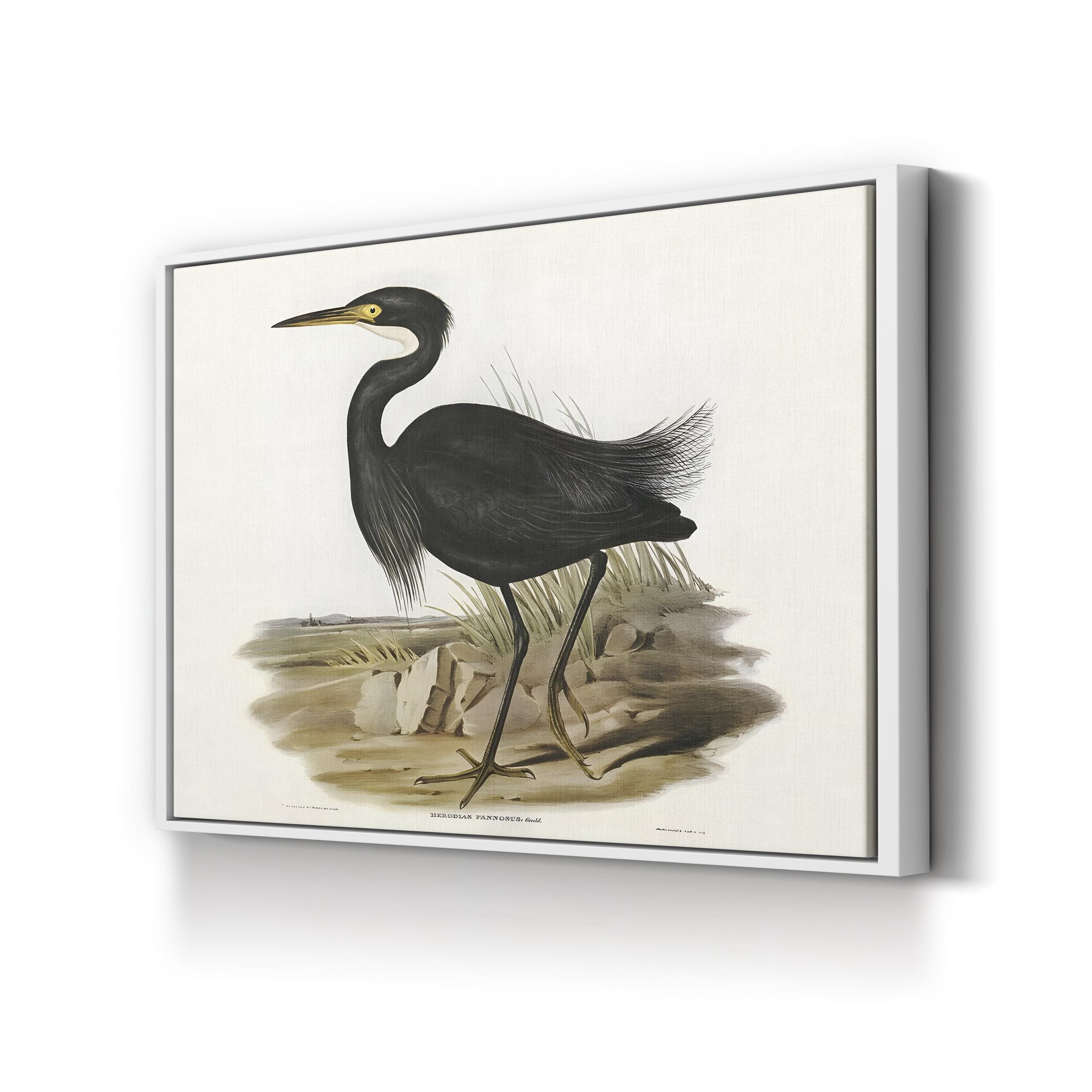 Majestic Waterbird IV Wall Art by Elizabeth Gould – Vintage Ornithological Bird Canvas Print