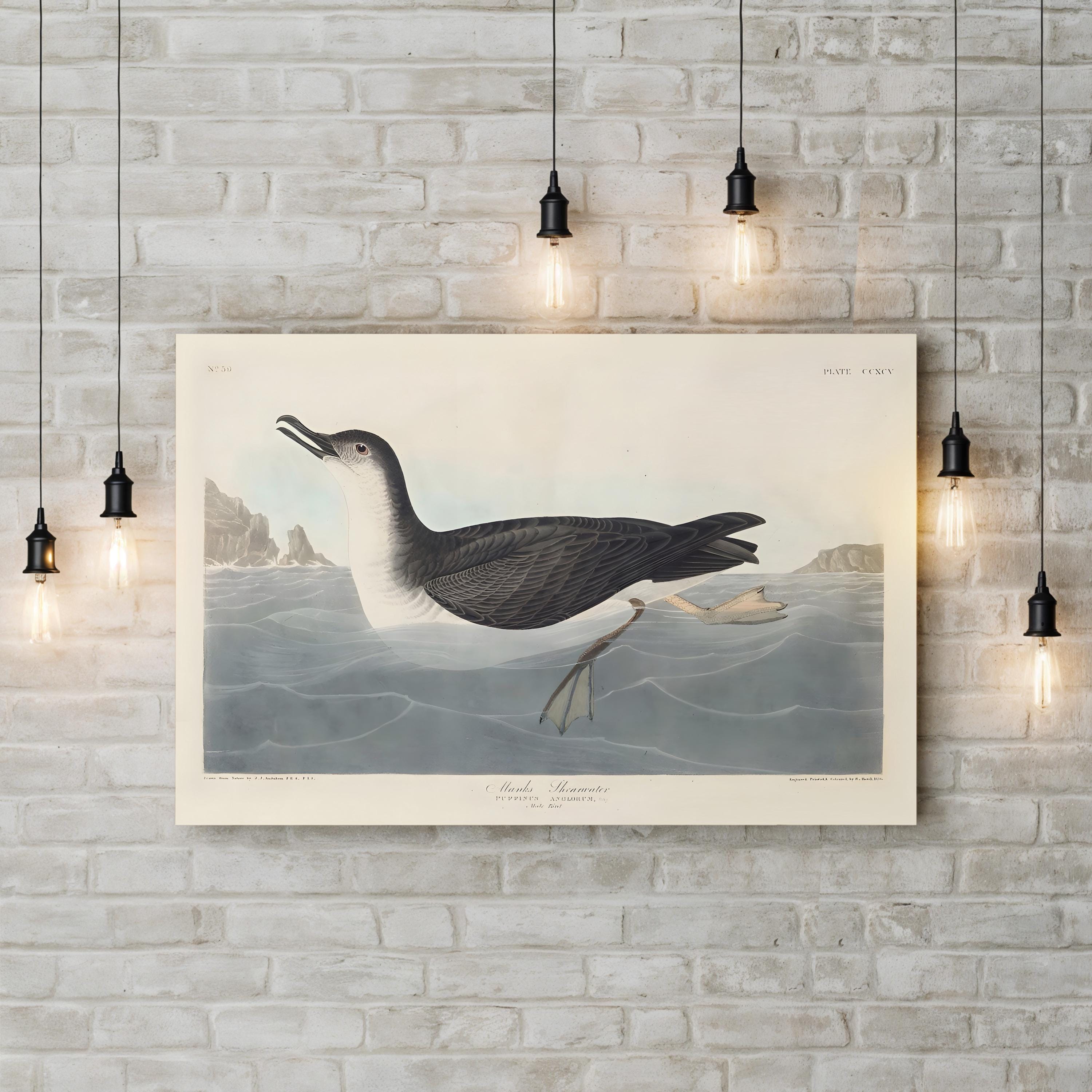 Manks Shearwater Wall Art by John James Audubon