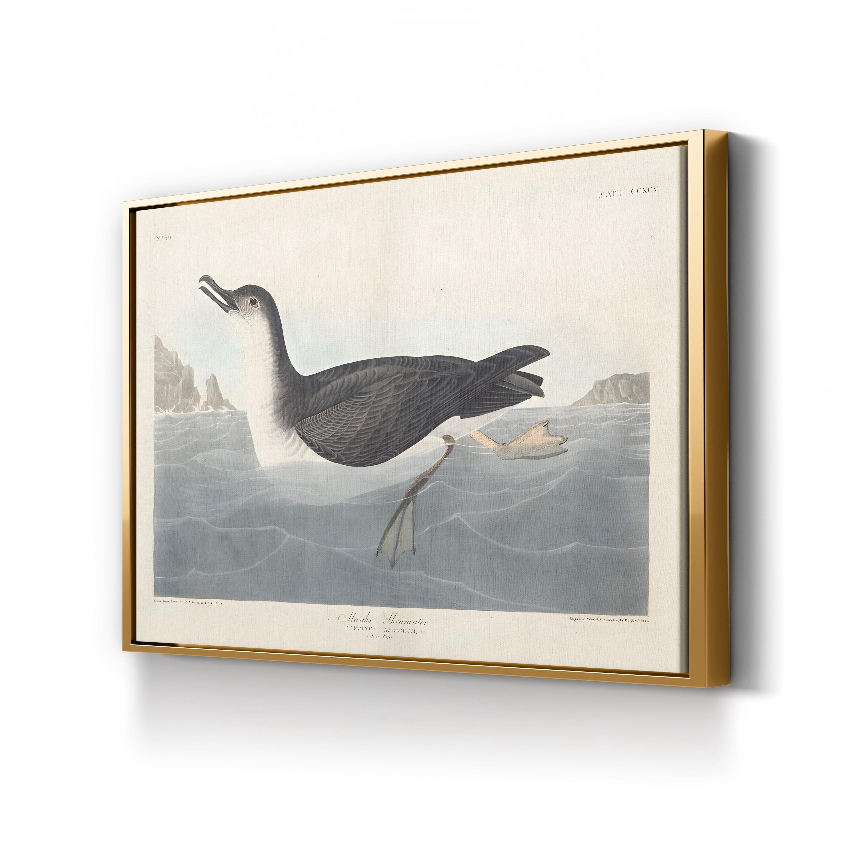 Manks Shearwater Wall Art by John James Audubon