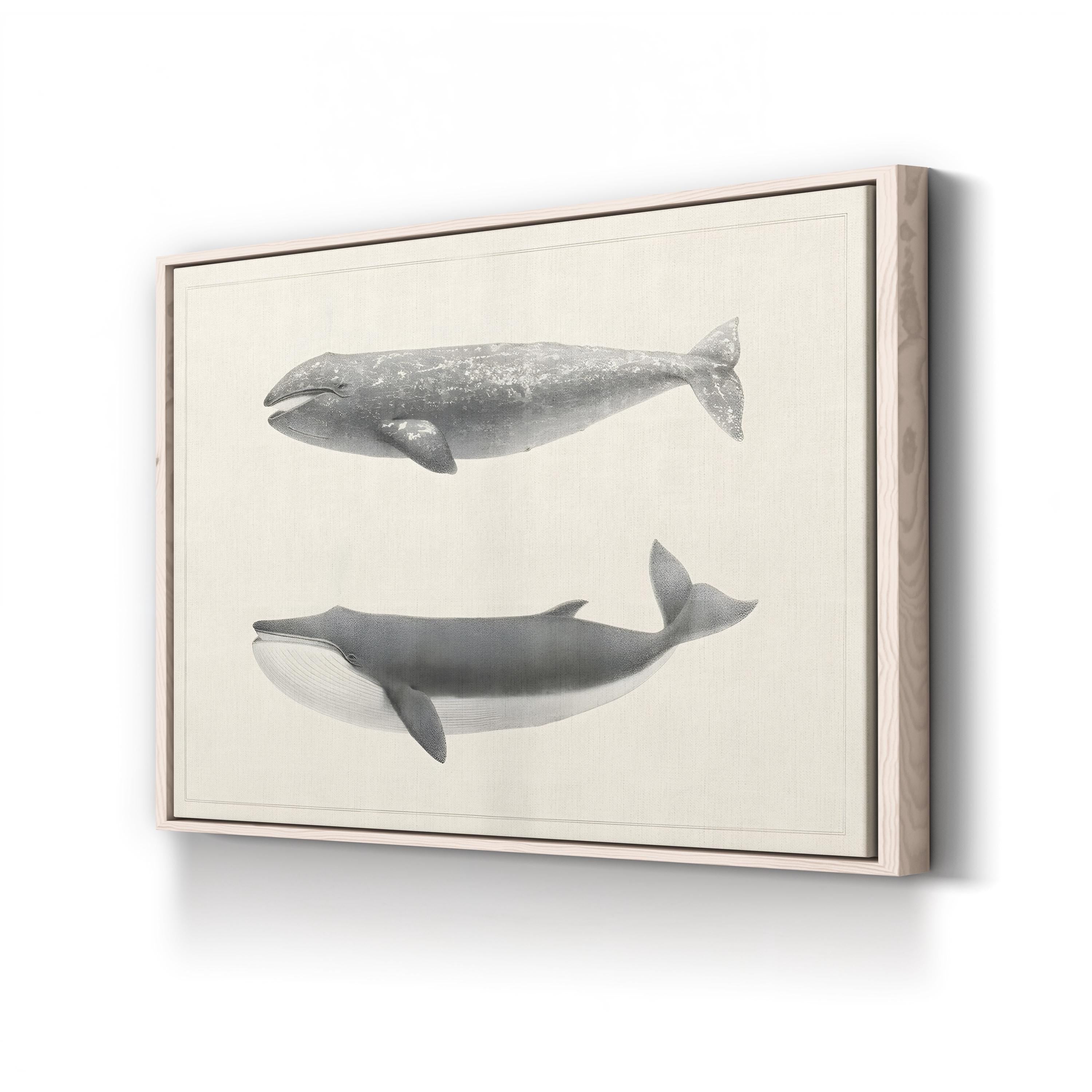 Scammon’s Whale Studies – Period Illustration Wall Art | Vintage Marine Canvas Print