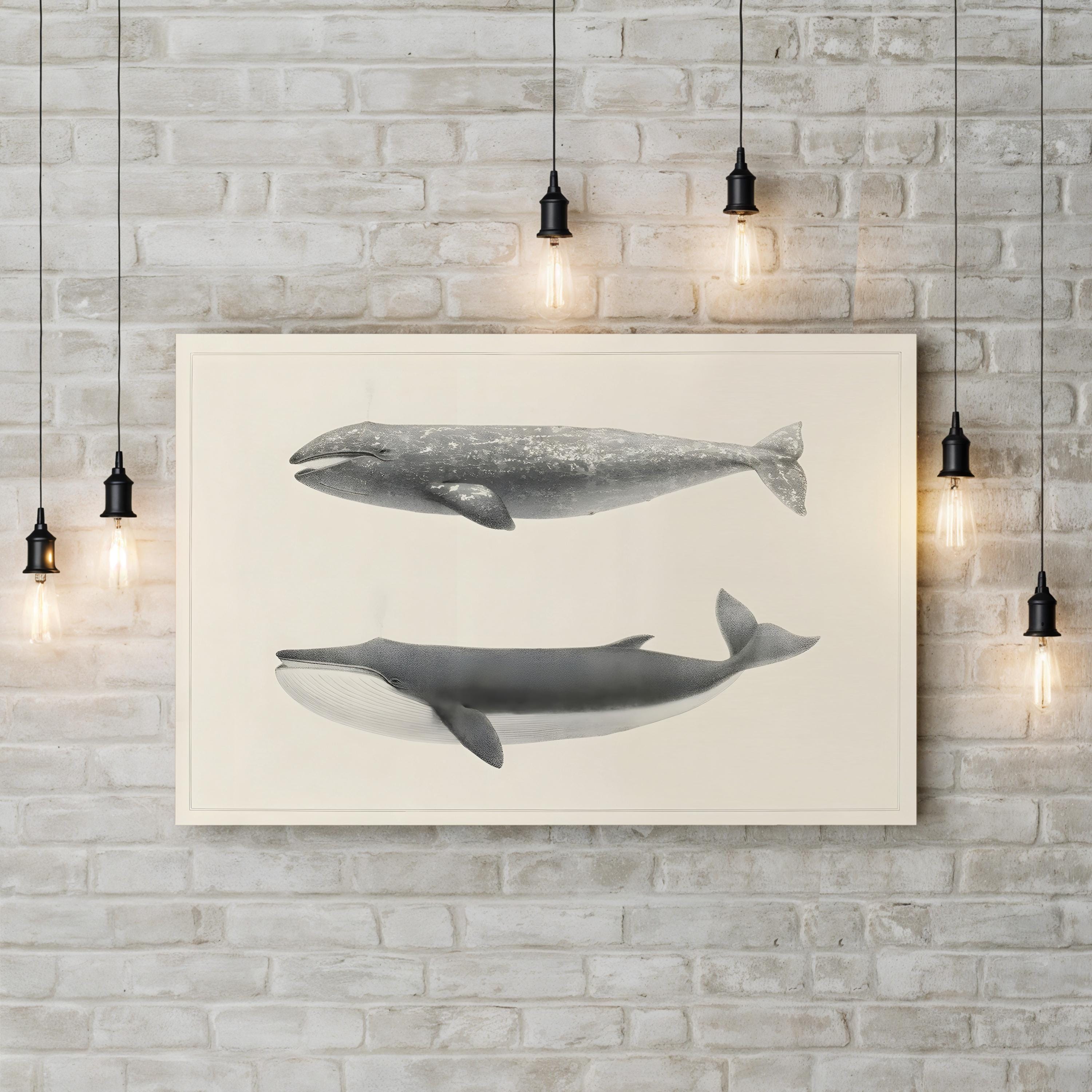 Scammon’s Whale Studies – Period Illustration Wall Art | Vintage Marine Canvas Print