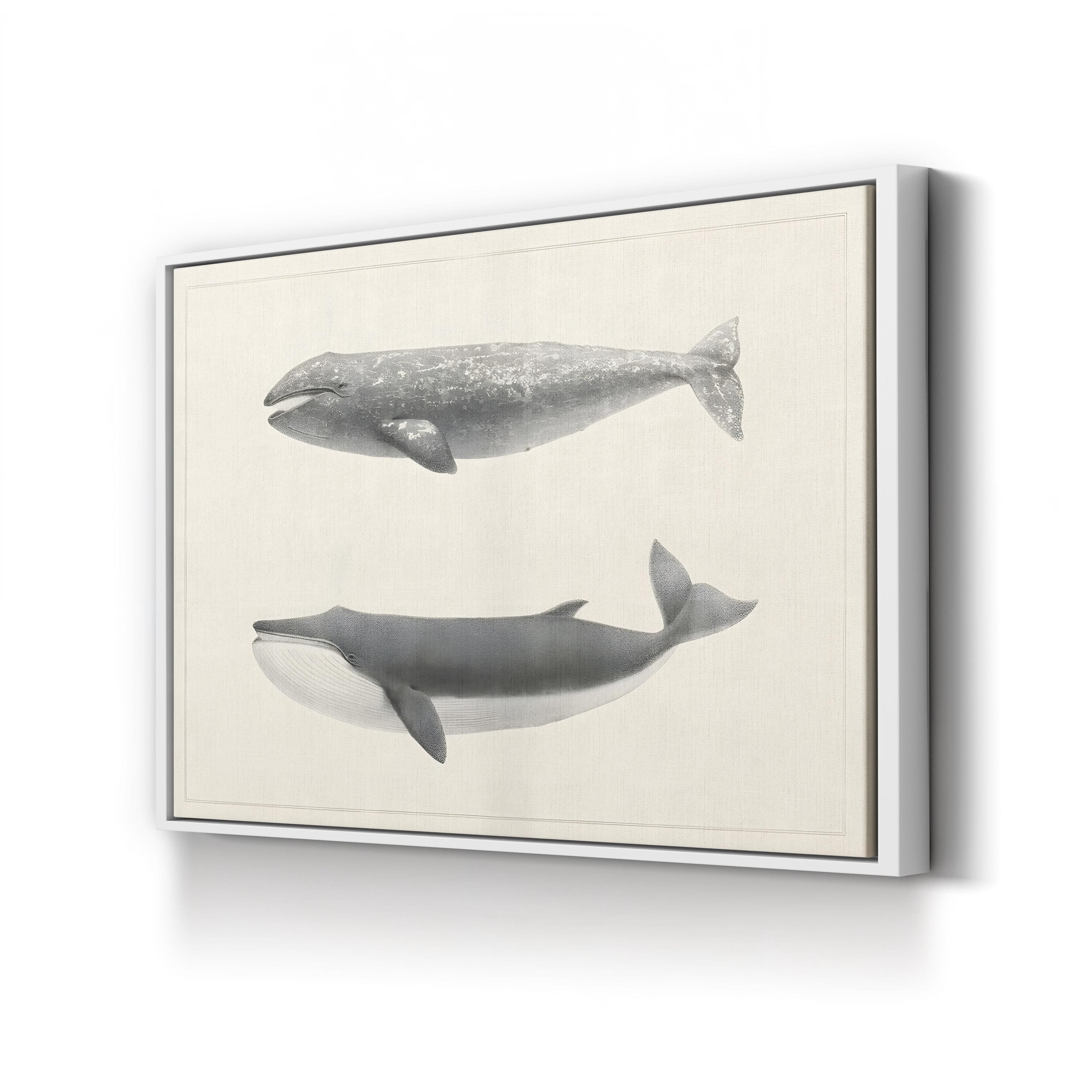 Scammon’s Whale Studies – Period Illustration Wall Art | Vintage Marine Canvas Print
