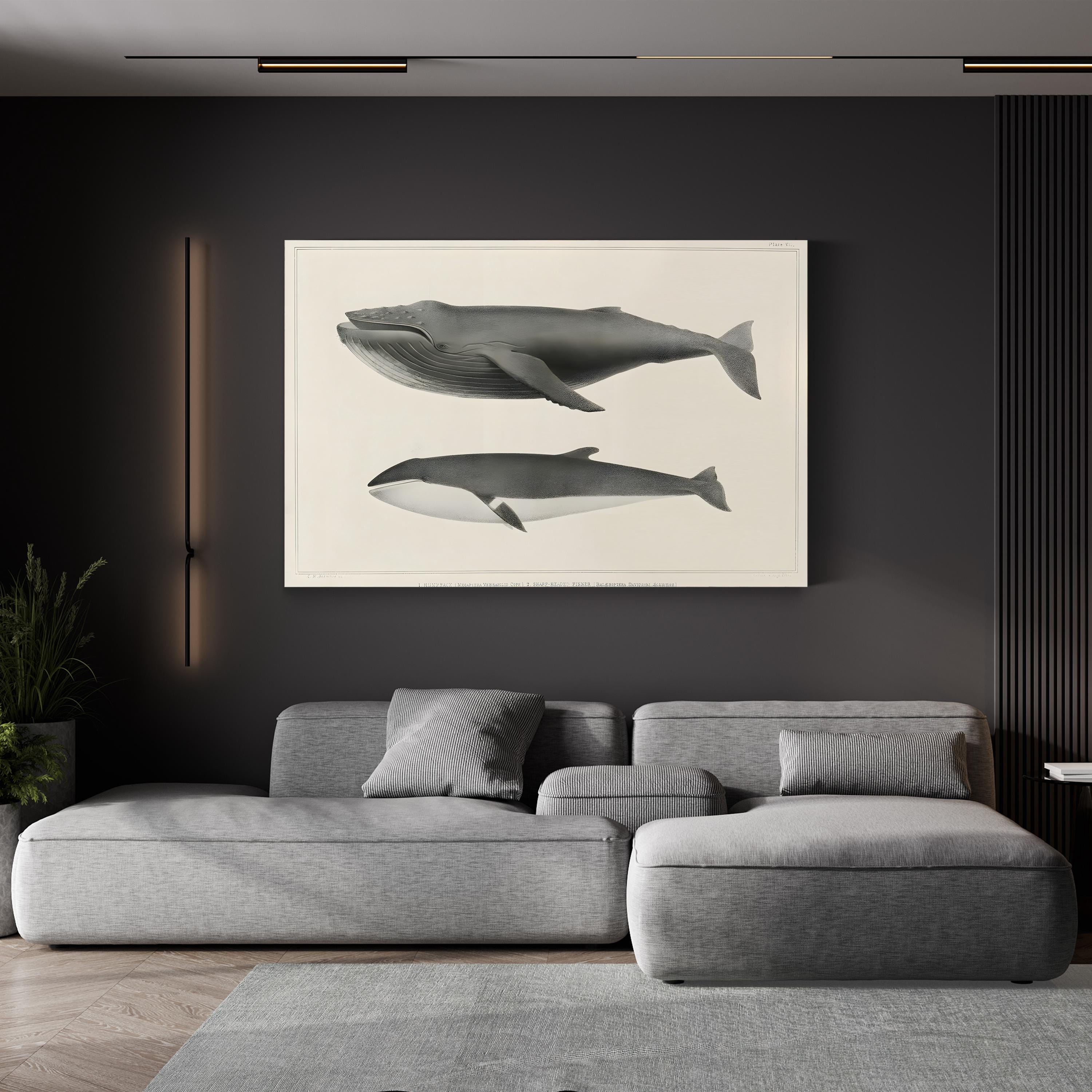 Melville’s Whales II Scientific Study – Charles Melville Scammon Wall Art | Vintage Nautical Canvas Print