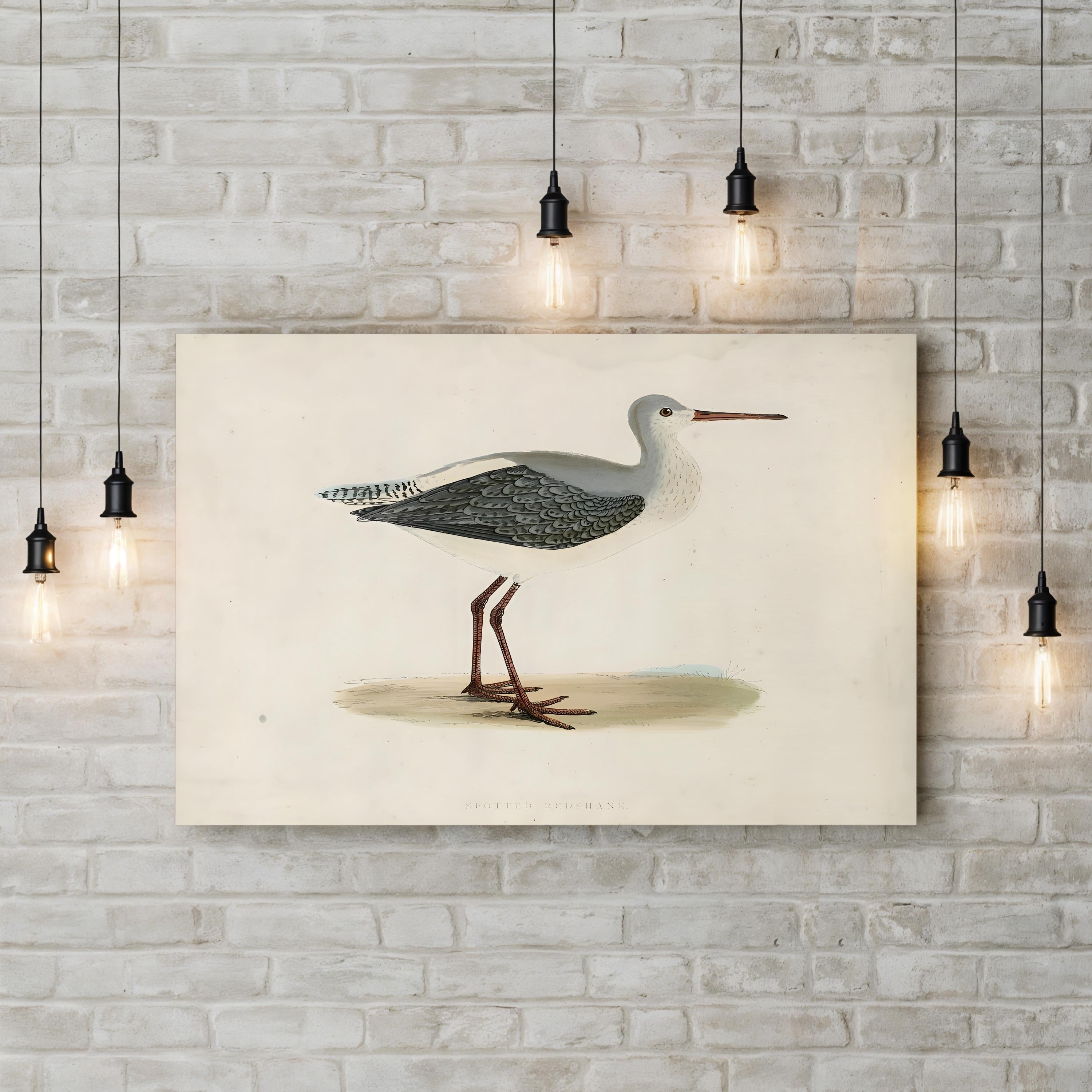 Morris Sandpiper I Canvas Art Print – Vintage Bird Illustration Natural History Wall Art