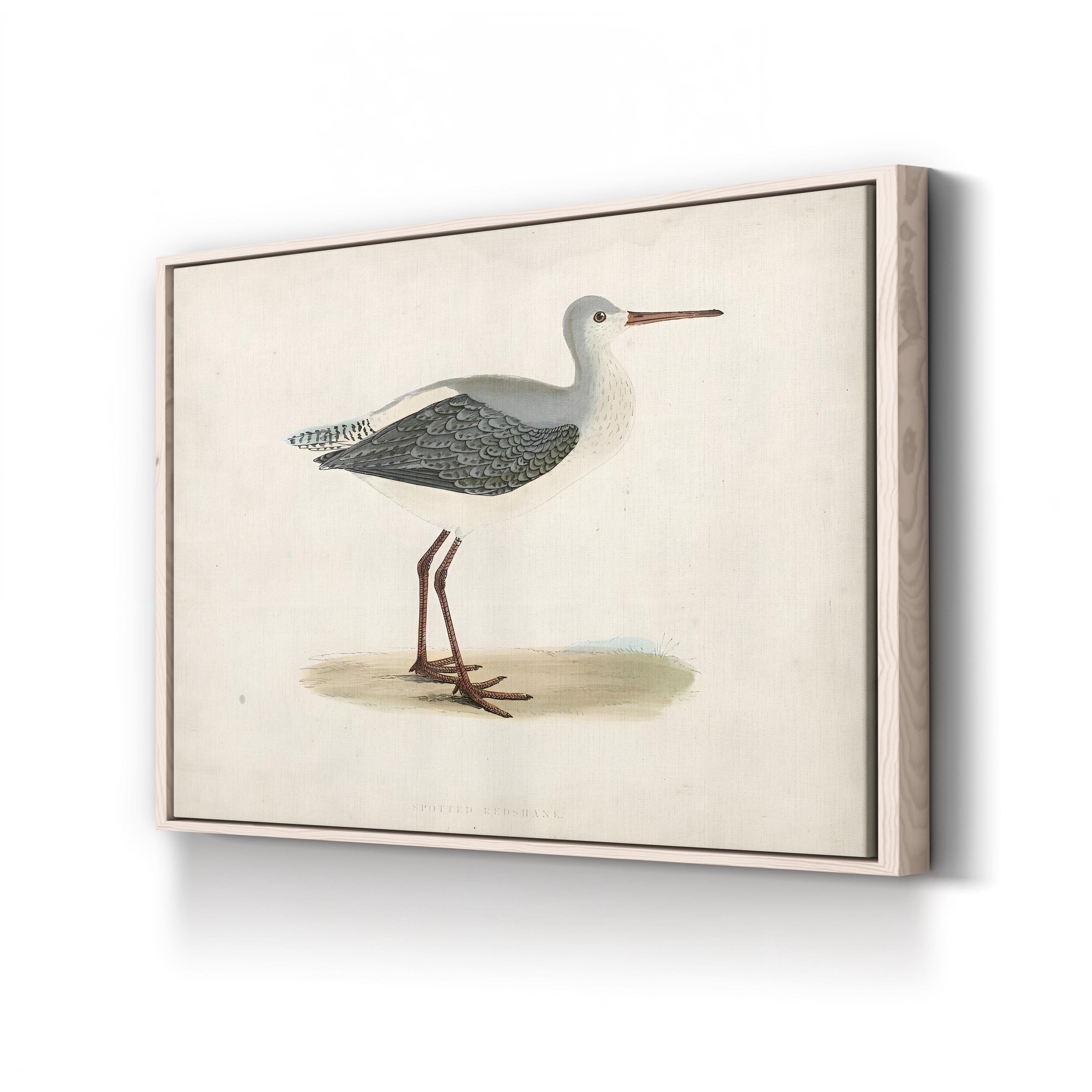 Morris Sandpiper I Canvas Art Print – Vintage Bird Illustration Natural History Wall Art