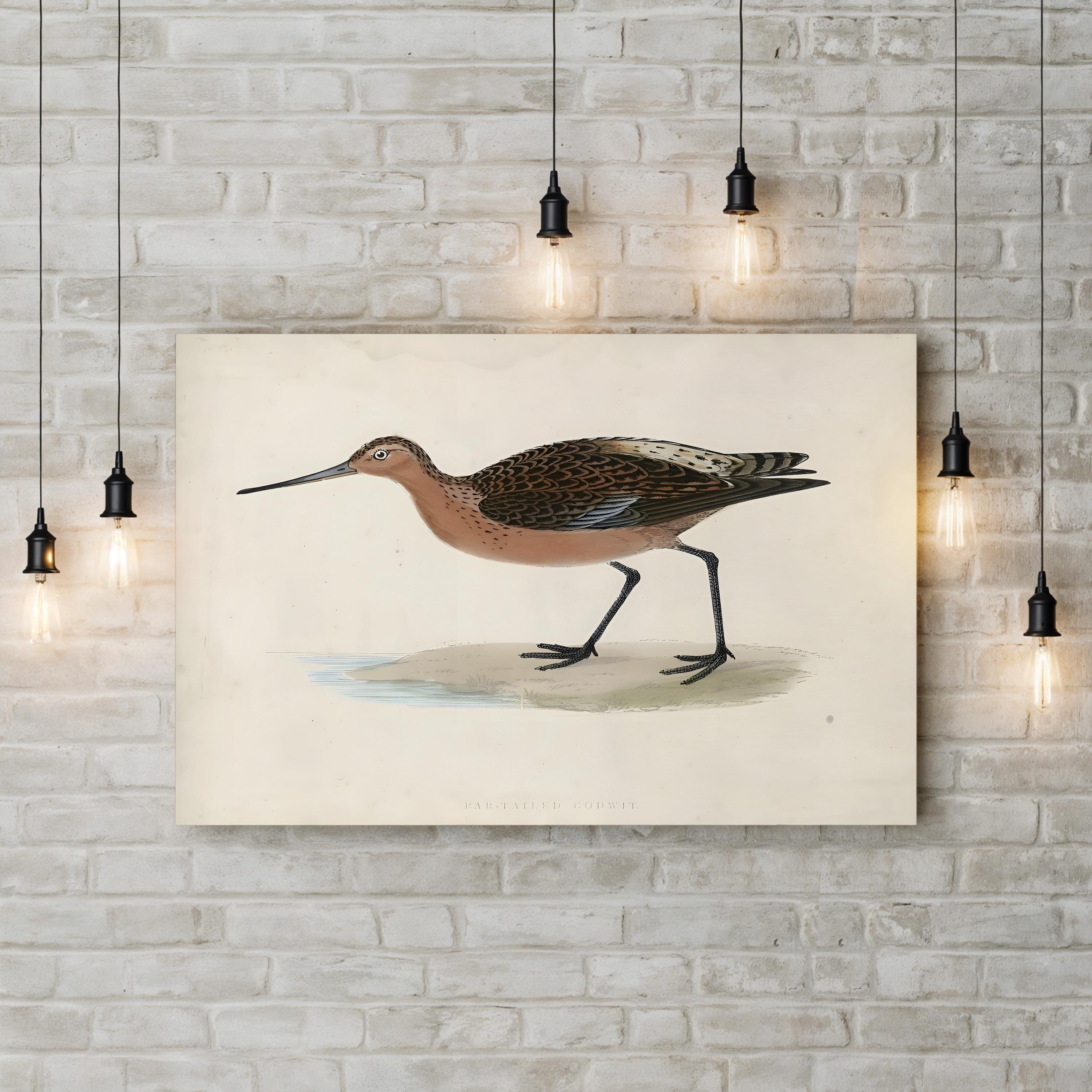 Vintage Sandpiper Shorebird – Period Illustration Wall Art | Beach House Canvas Print