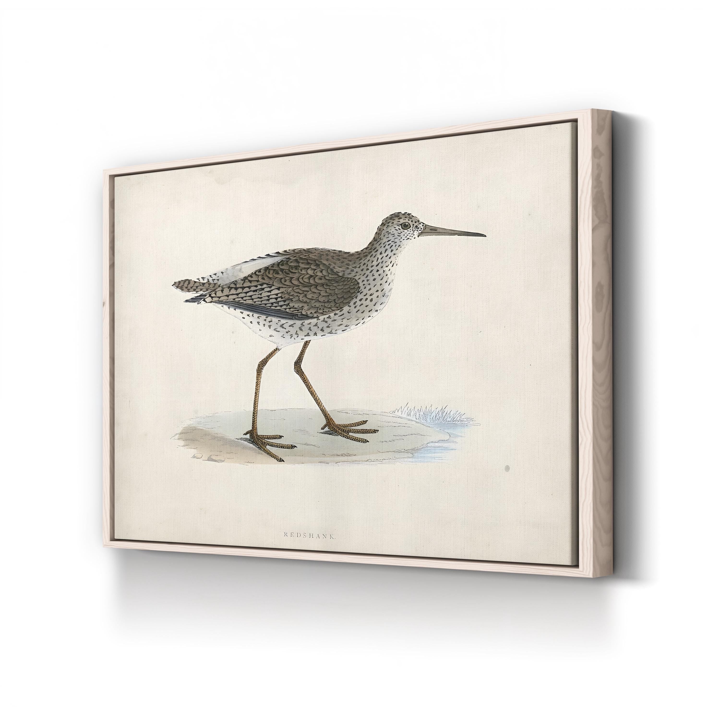 Vintage Sandpiper, Neutral Tones – Period Illustration Wall Art | Coastal Canvas Print