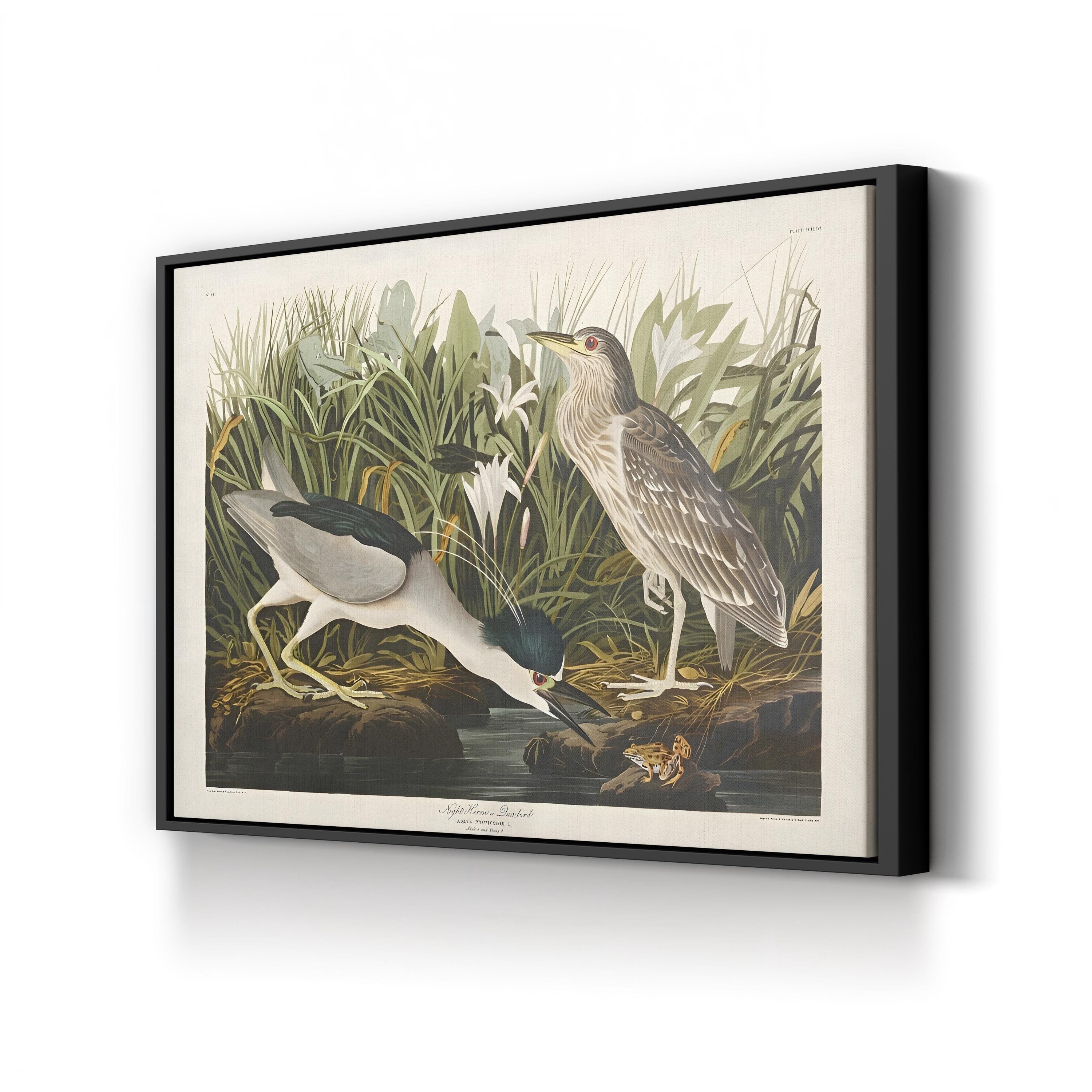 Night Heron – John James Audubon Wall Art | Vintage Wetlands Bird Canvas Print