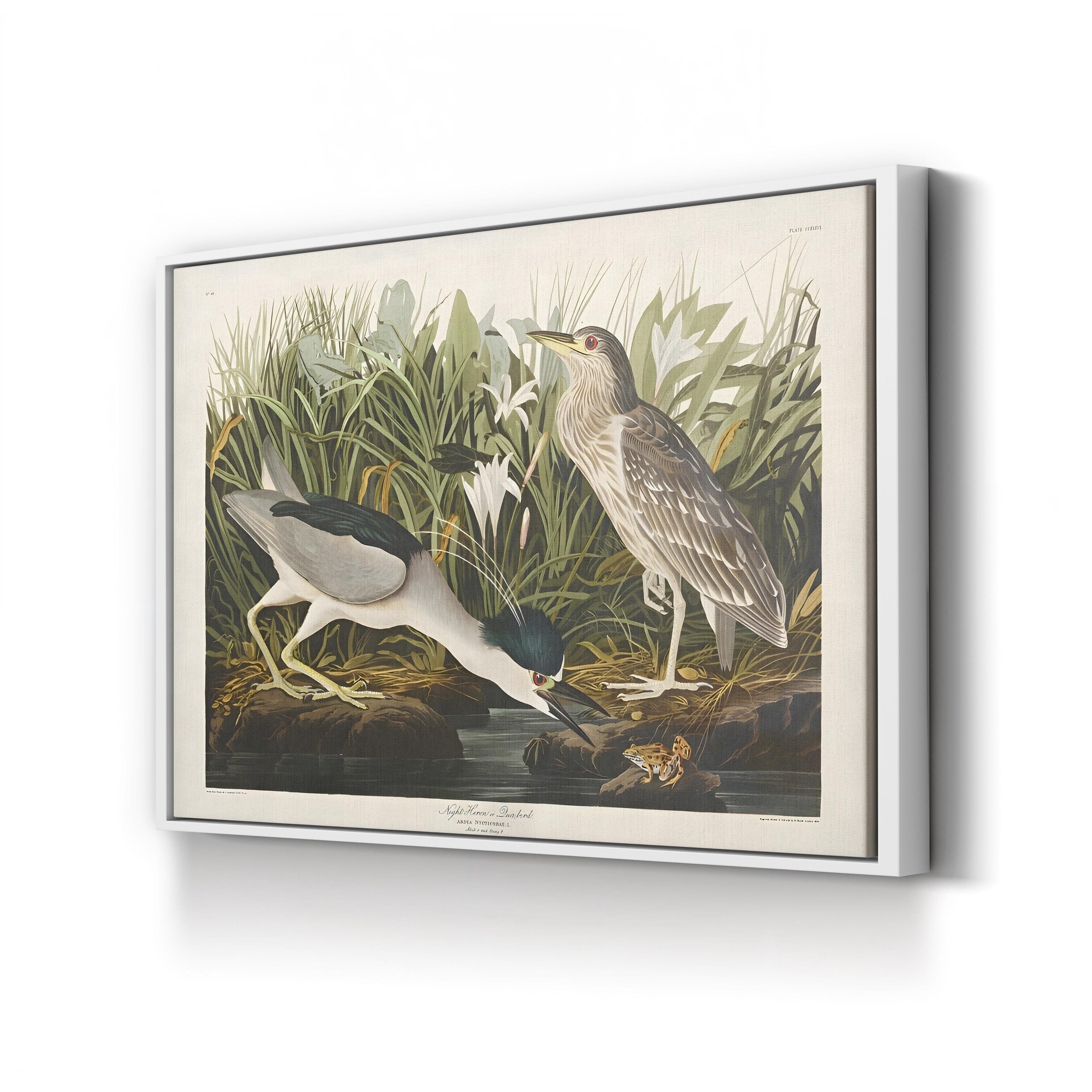 Night Heron – John James Audubon Wall Art | Vintage Wetlands Bird Canvas Print