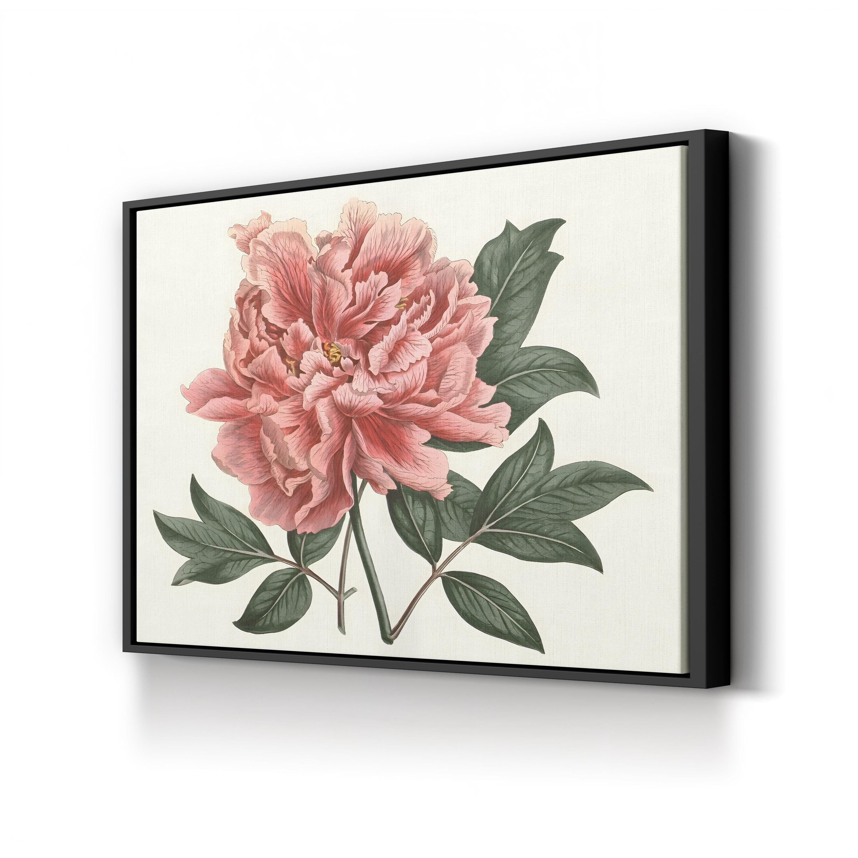 Peony Blush I – Vintage Botanical Floral Wall Art by Curtis Art