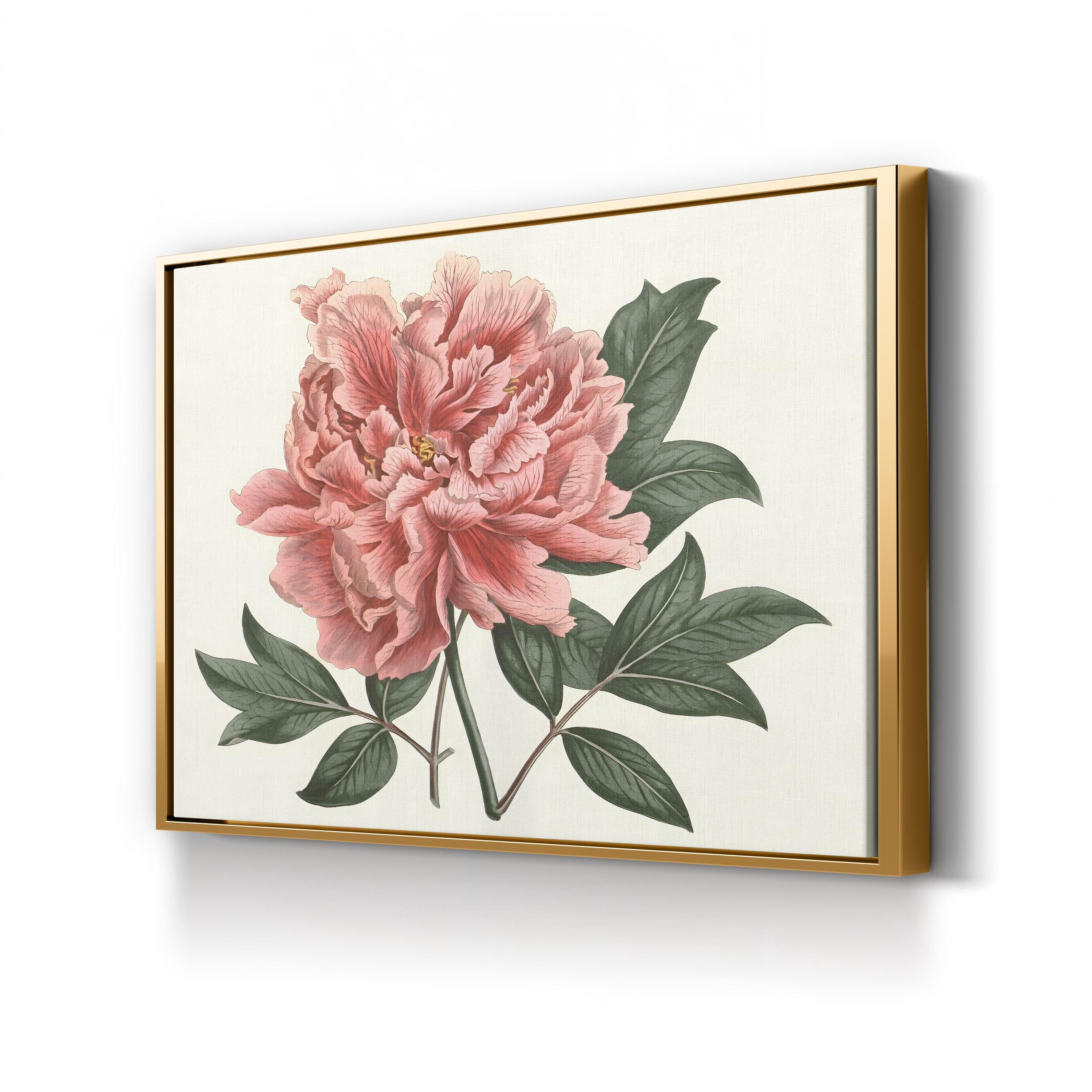 Peony Blush I – Vintage Botanical Floral Wall Art by Curtis Art
