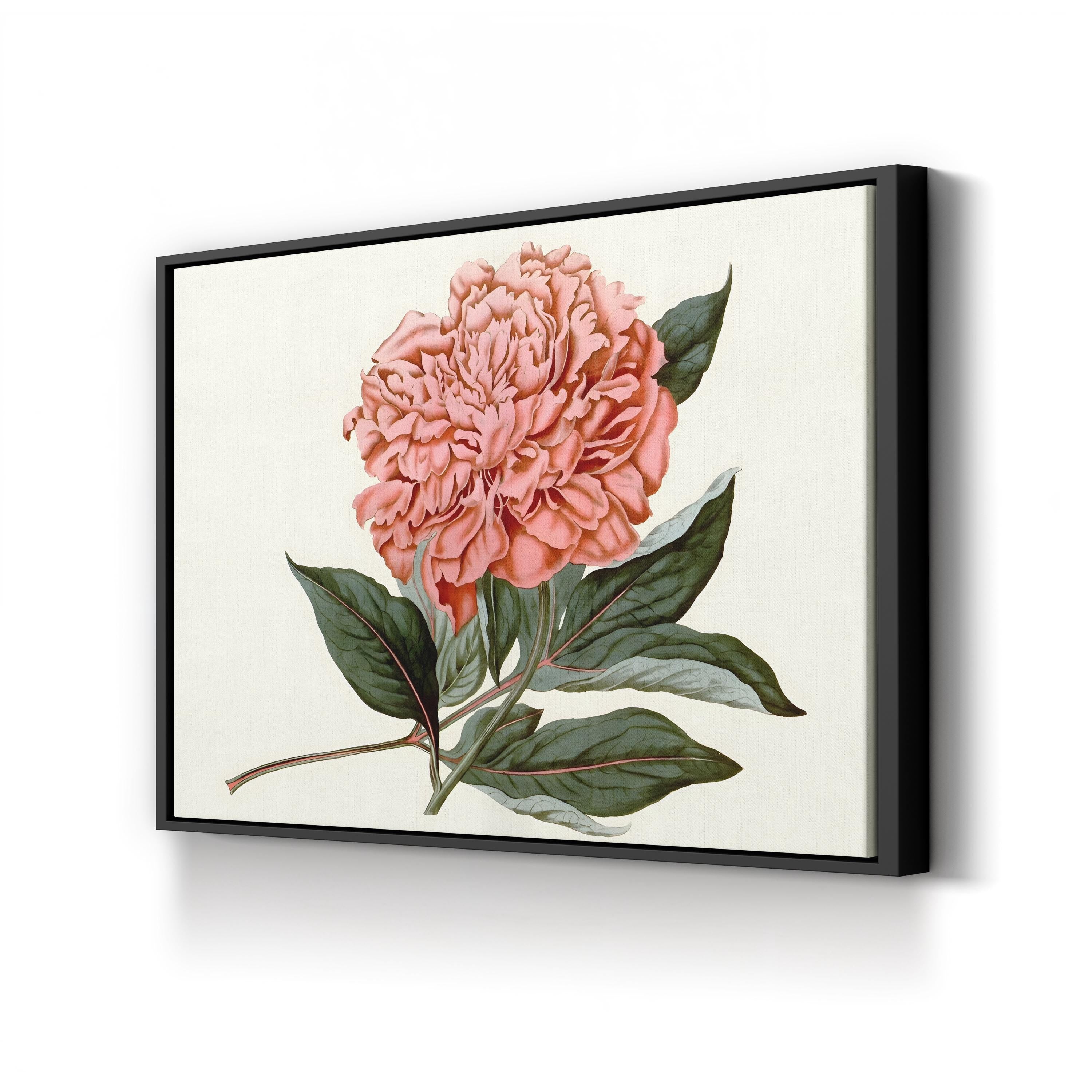 Peony Blush II – Vintage Botanical Floral Wall Art by Curtis Art
