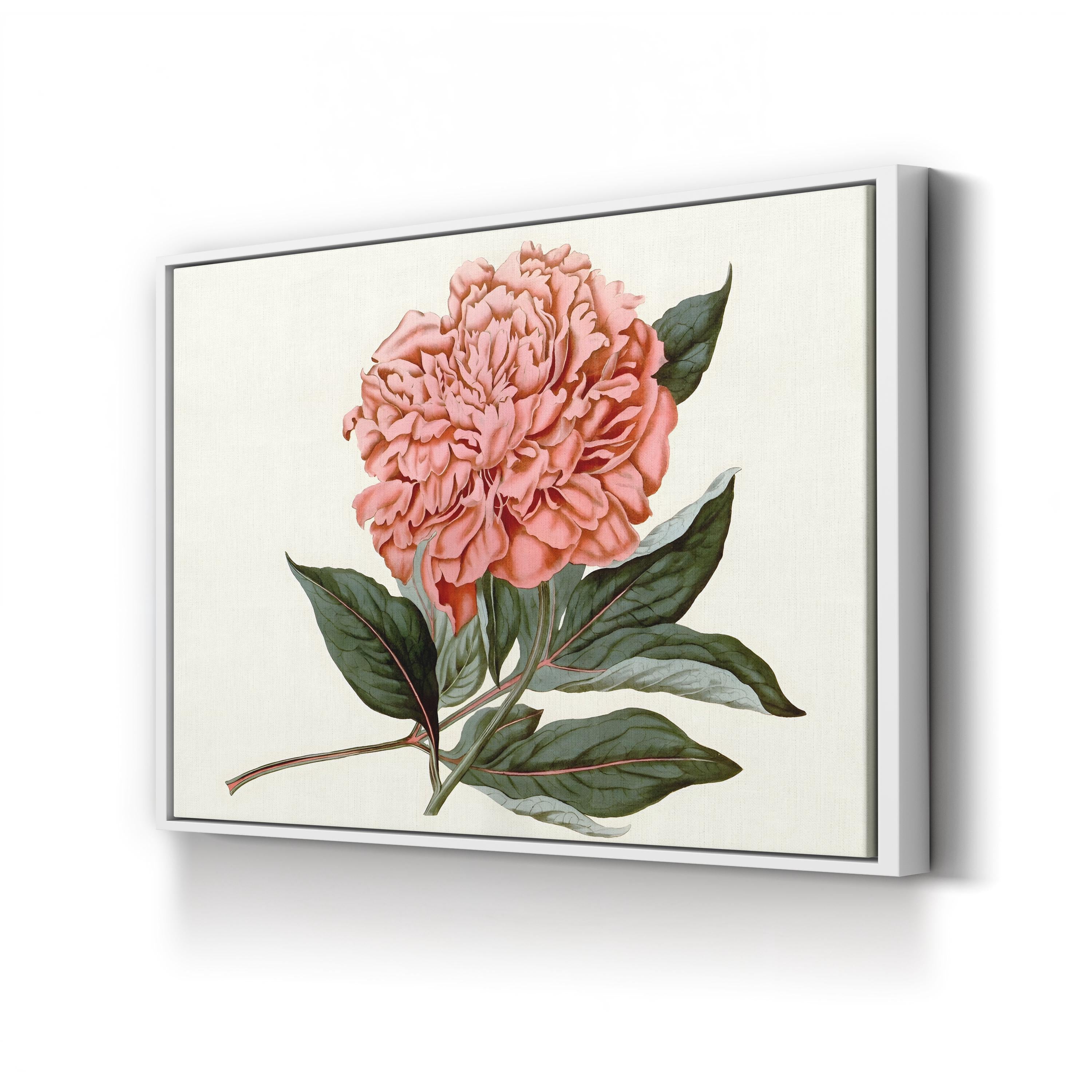 Peony Blush II – Vintage Botanical Floral Wall Art by Curtis Art