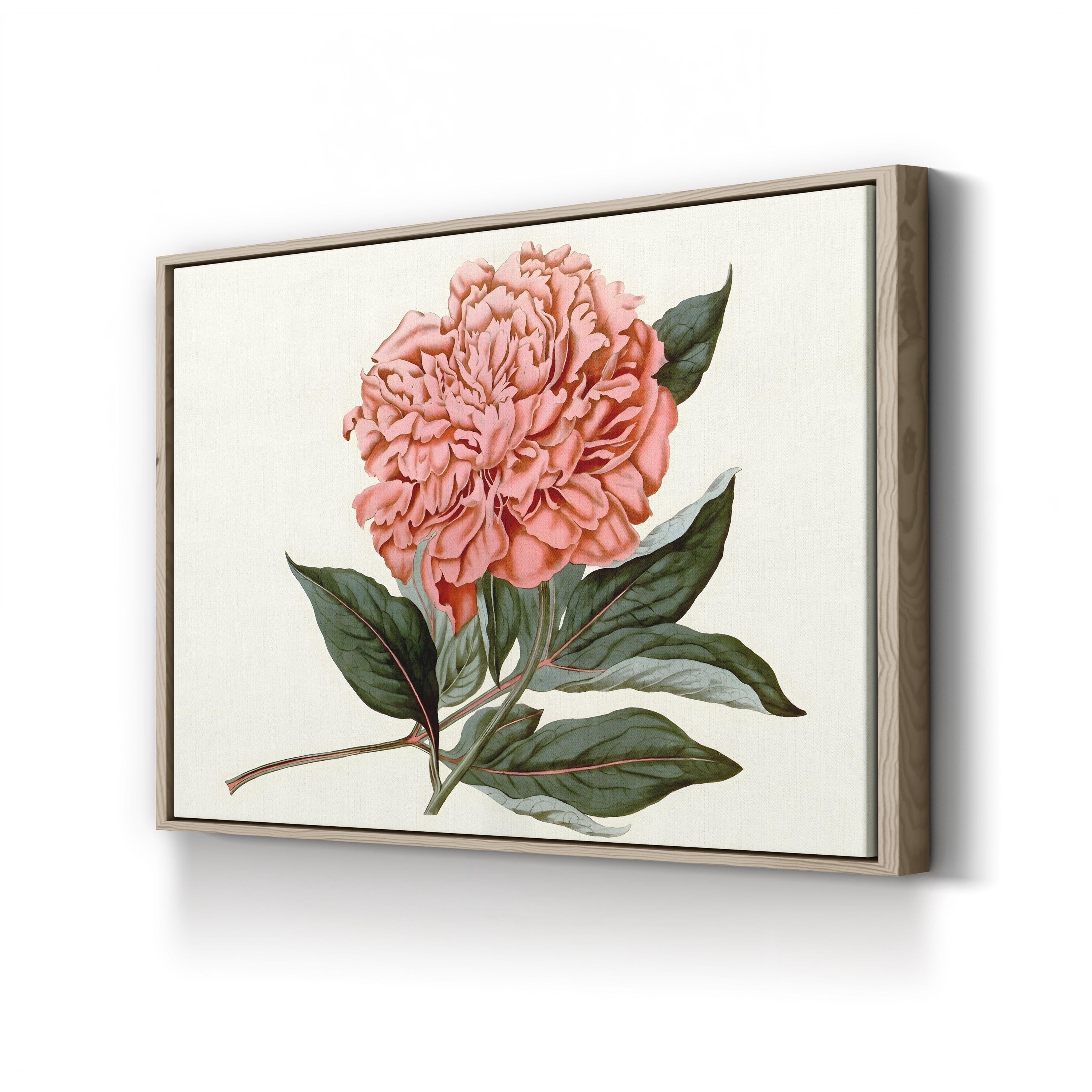 Peony Blush II – Vintage Botanical Floral Wall Art by Curtis Art
