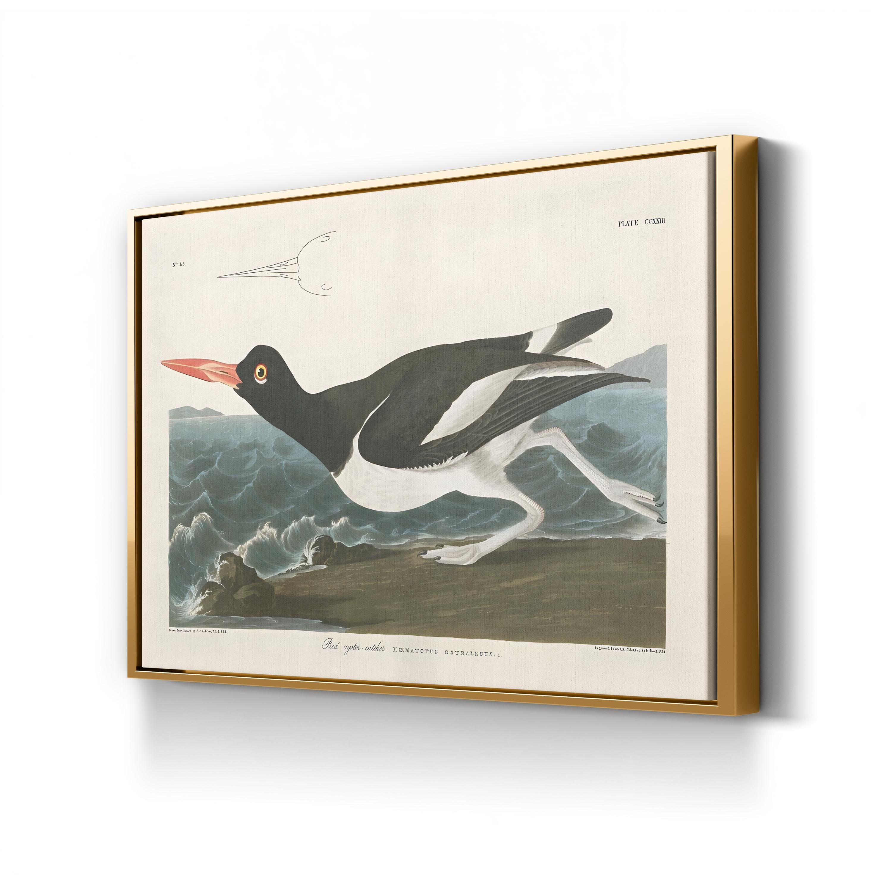Pied Oystercatcher Wall Art by John James Audubon – Vintage Coastal Bird Illustration