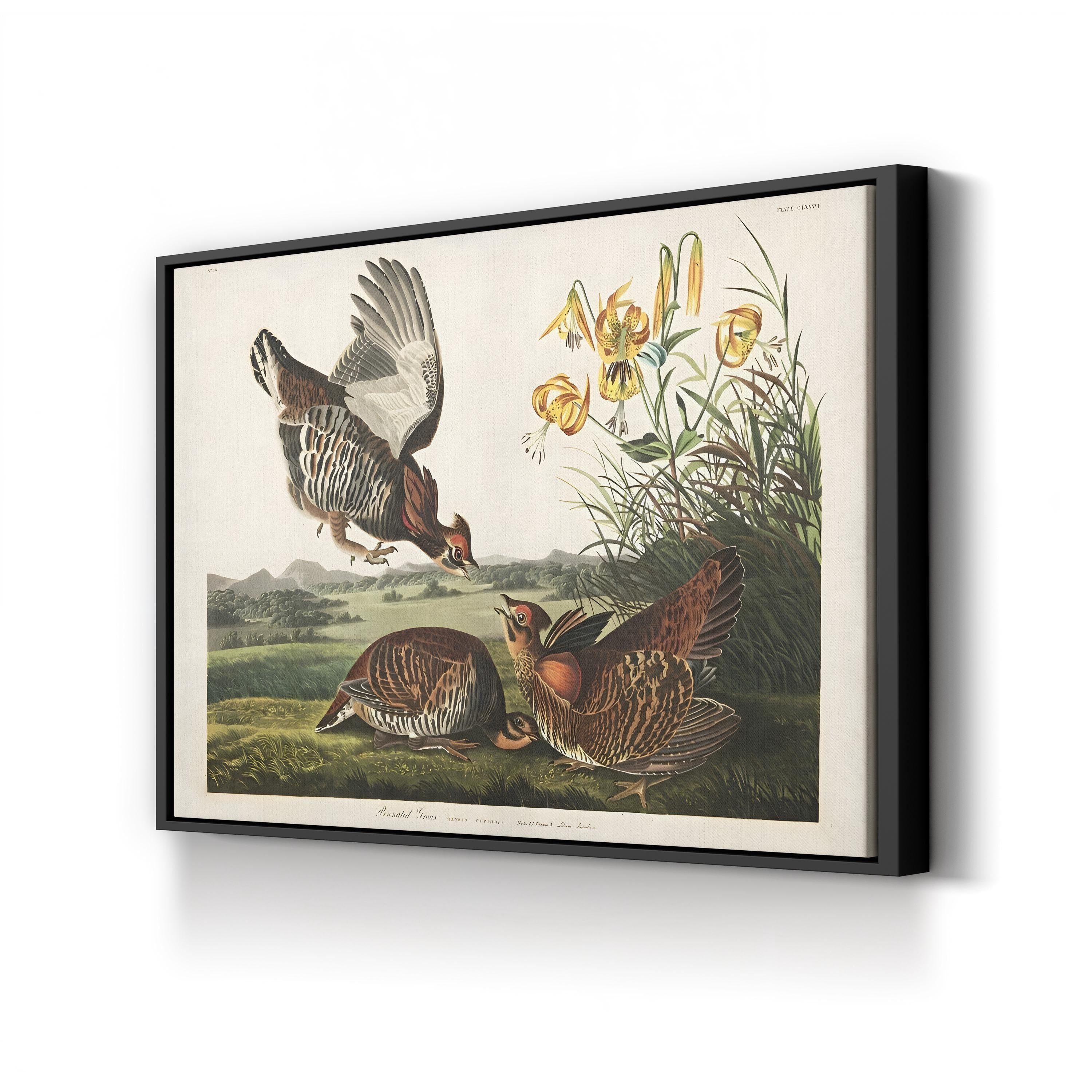Vintage Pinnated Grouse – Period Illustration Wall Art | 19th-Century Wildlife Canvas Print