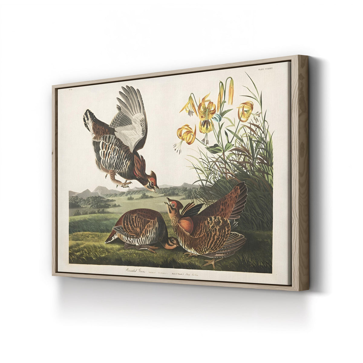 Pinnated Grouse, c. 1834 by John James Audubon canvas print in Oak Framed Canvas