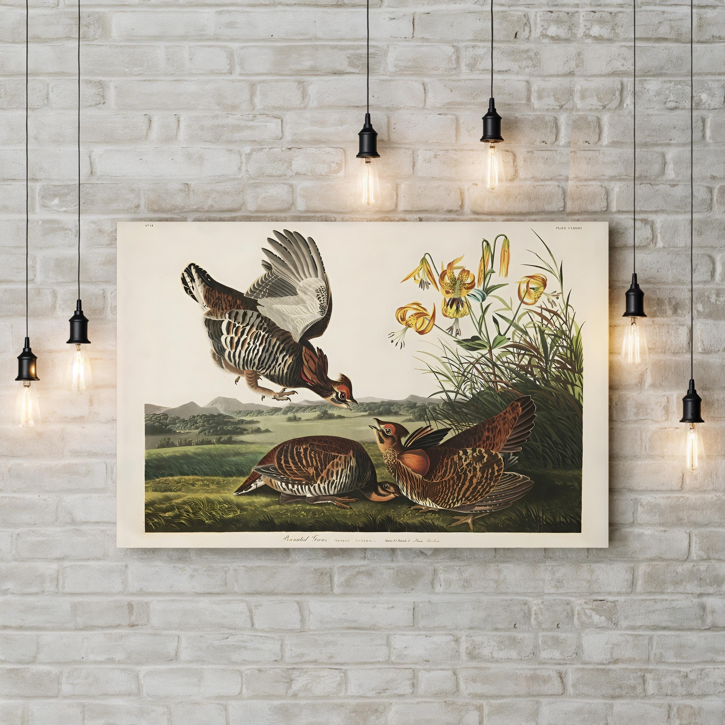 Vintage Pinnated Grouse – Period Illustration Wall Art | 19th-Century Wildlife Canvas Print