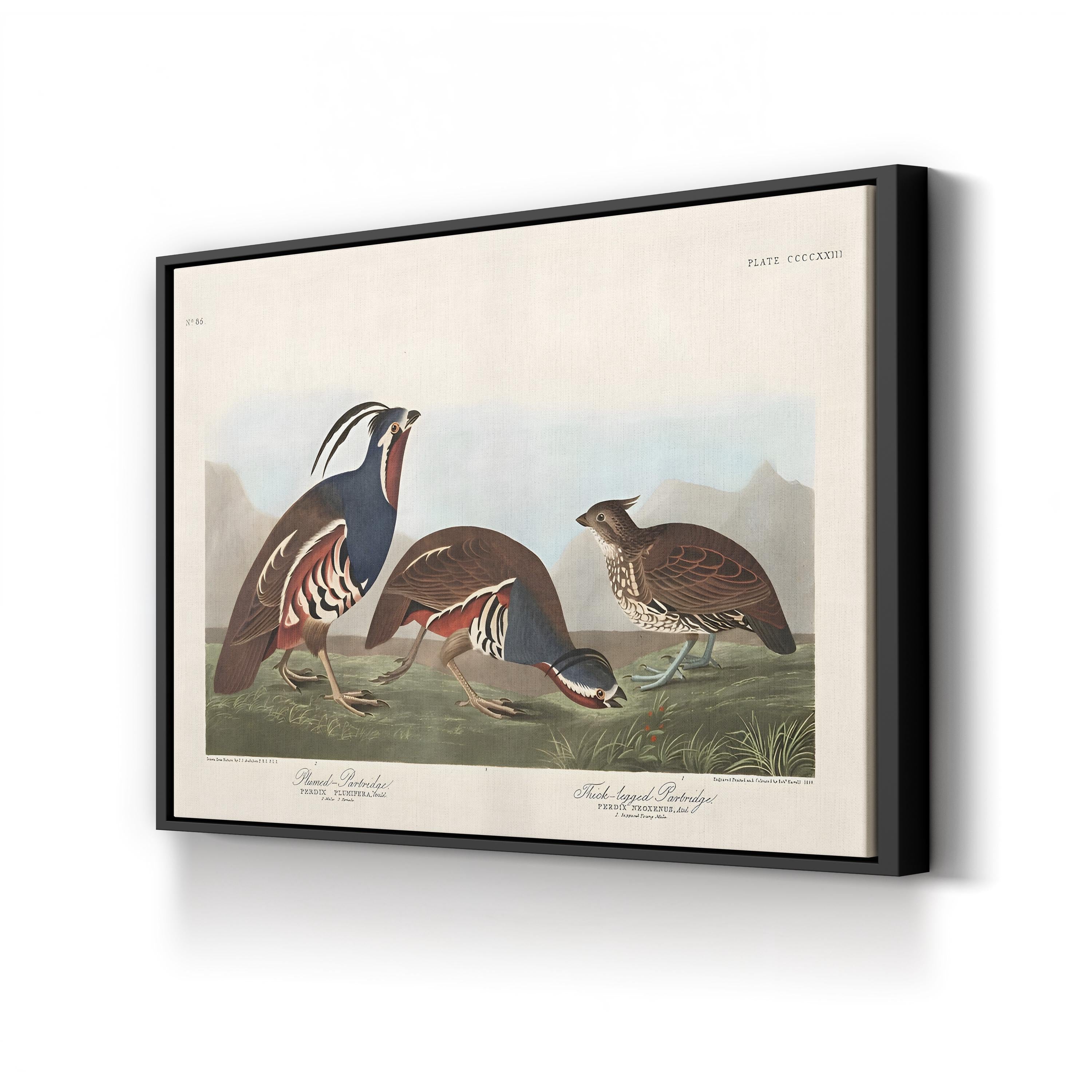 Vintage Quail Bird – Period Illustration Wall Art | Antique Wildlife Canvas Print