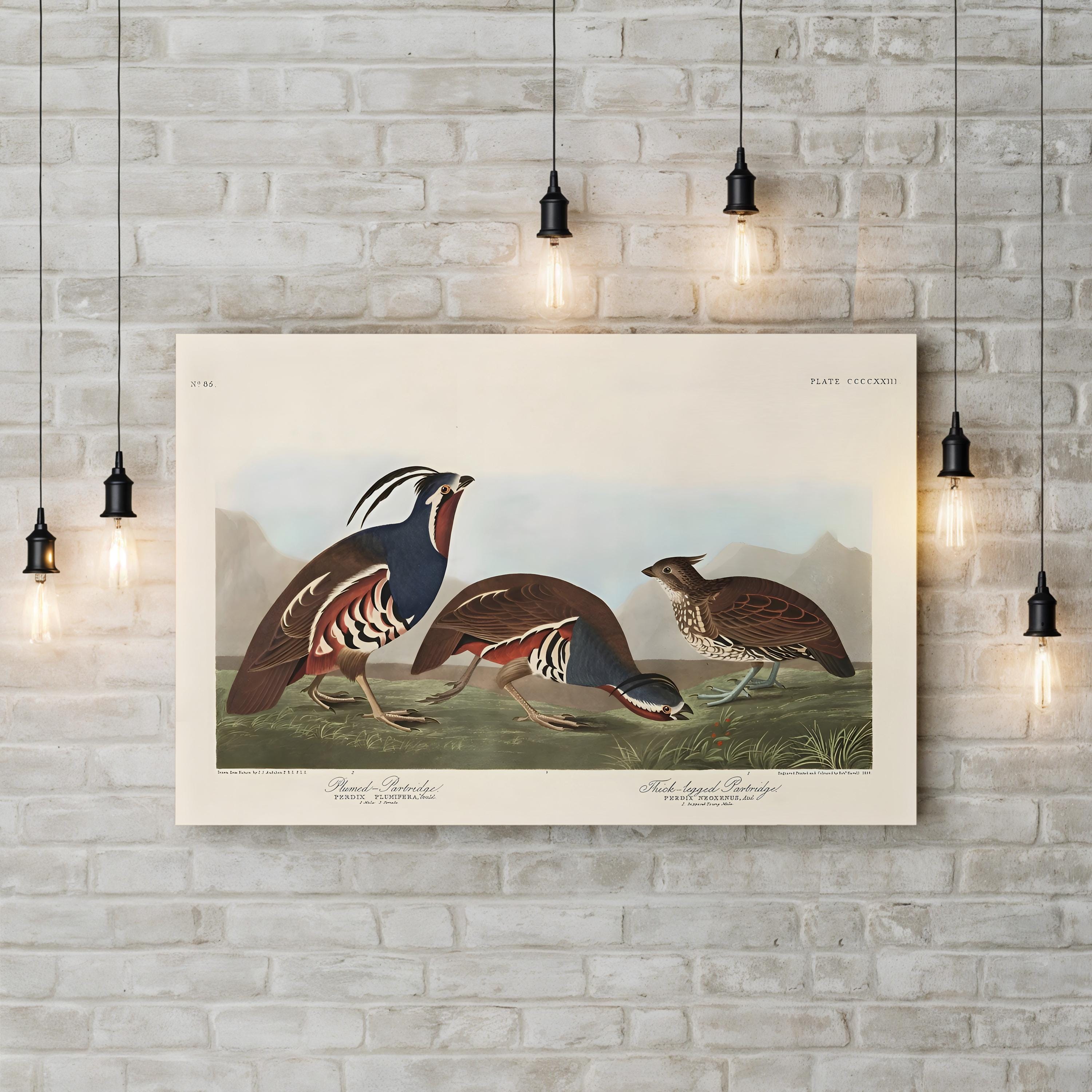 Vintage Quail Bird – Period Illustration Wall Art | Antique Wildlife Canvas Print