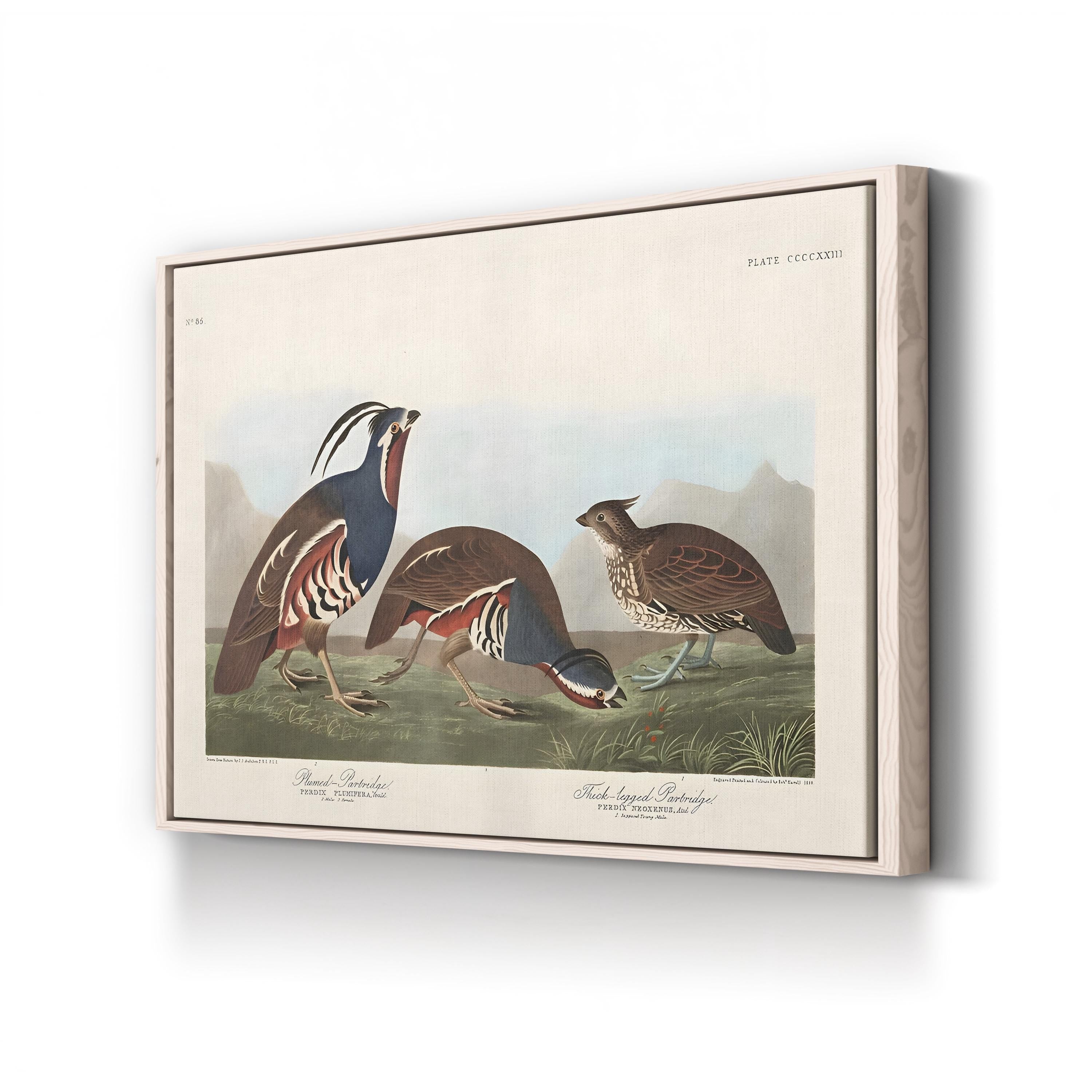 Vintage Quail Bird – Period Illustration Wall Art | Antique Wildlife Canvas Print