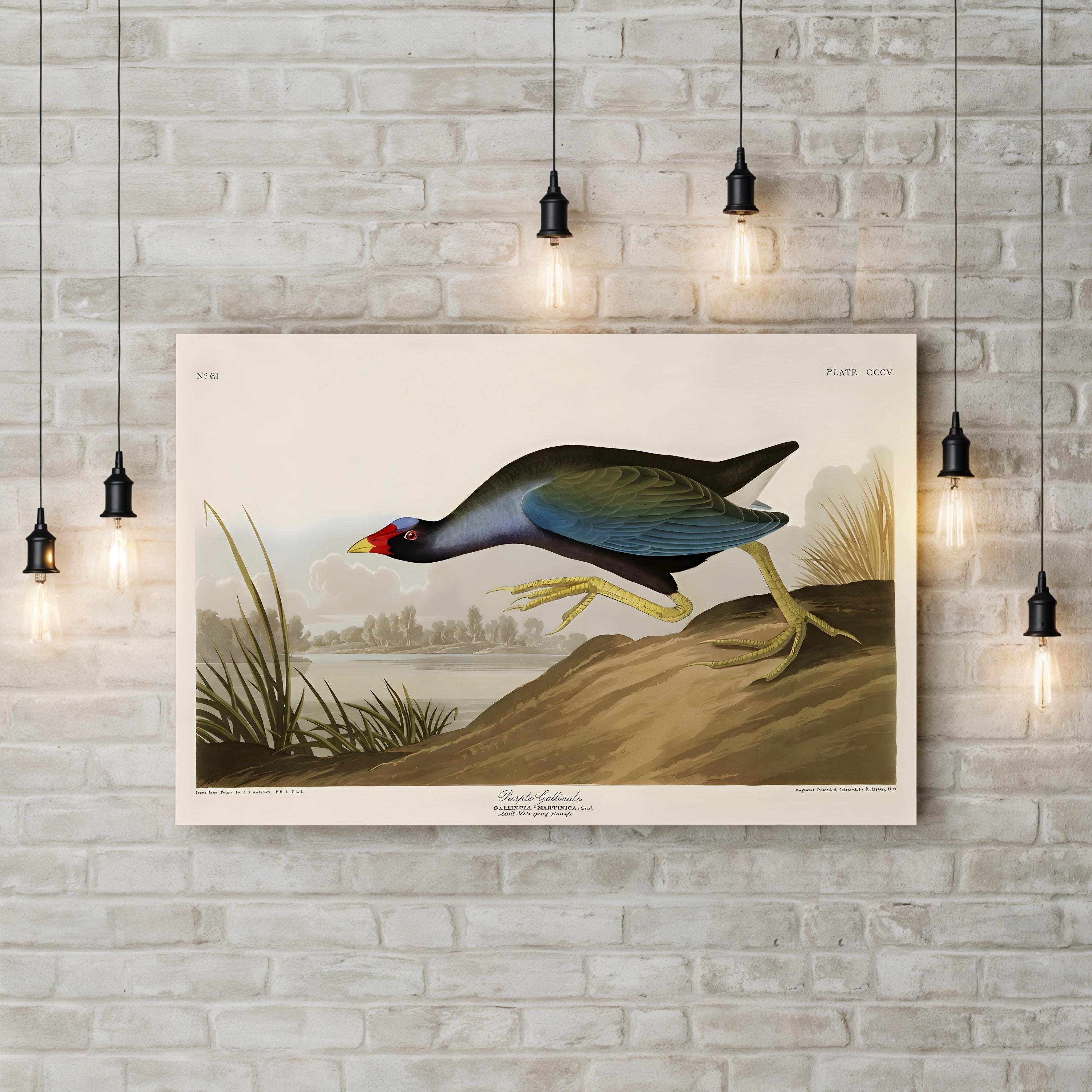 Purple Ganaule Audubon Vintage Bird Illustration Artwork by John James Audubon