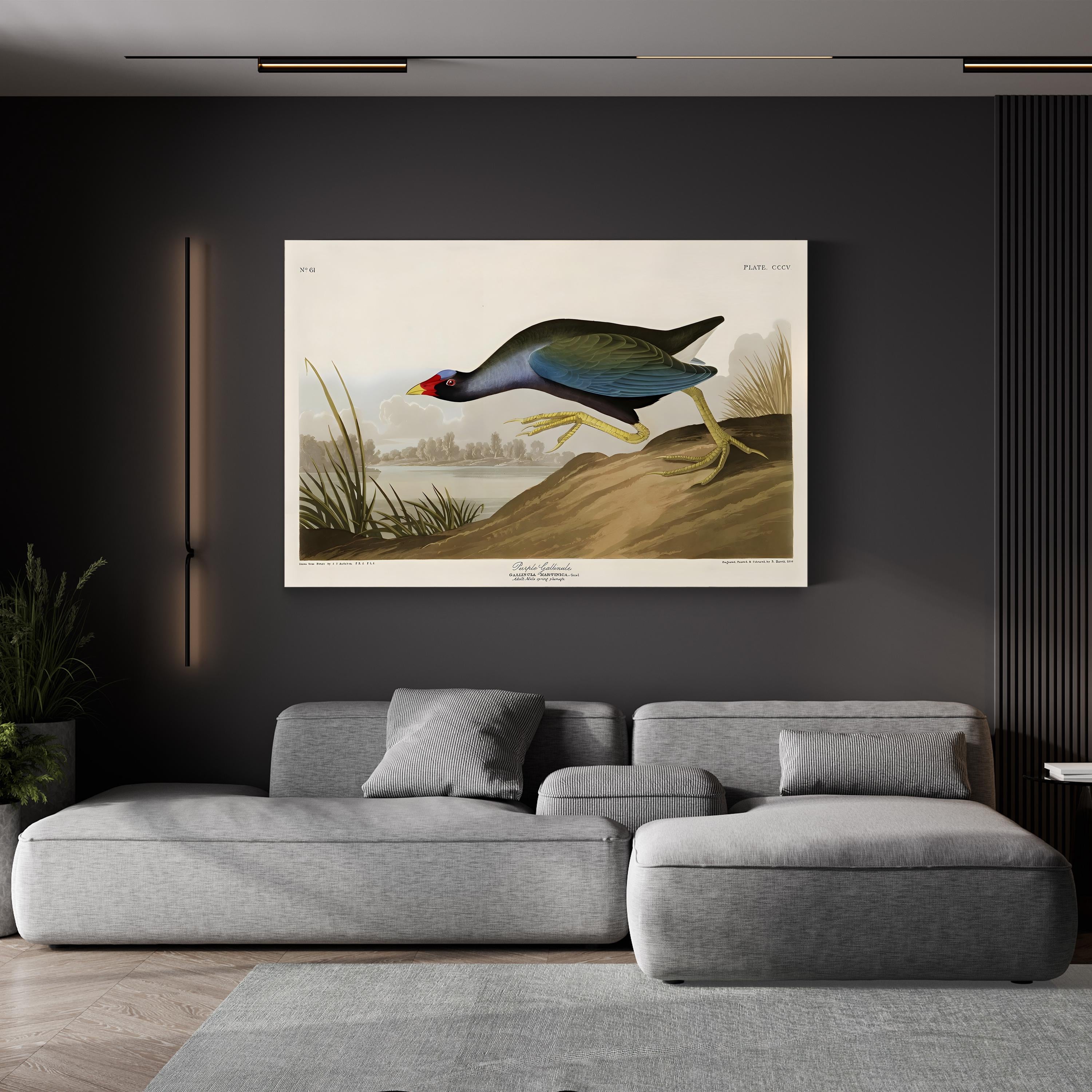 Purple Ganaule Audubon Vintage Bird Illustration Artwork by John James Audubon