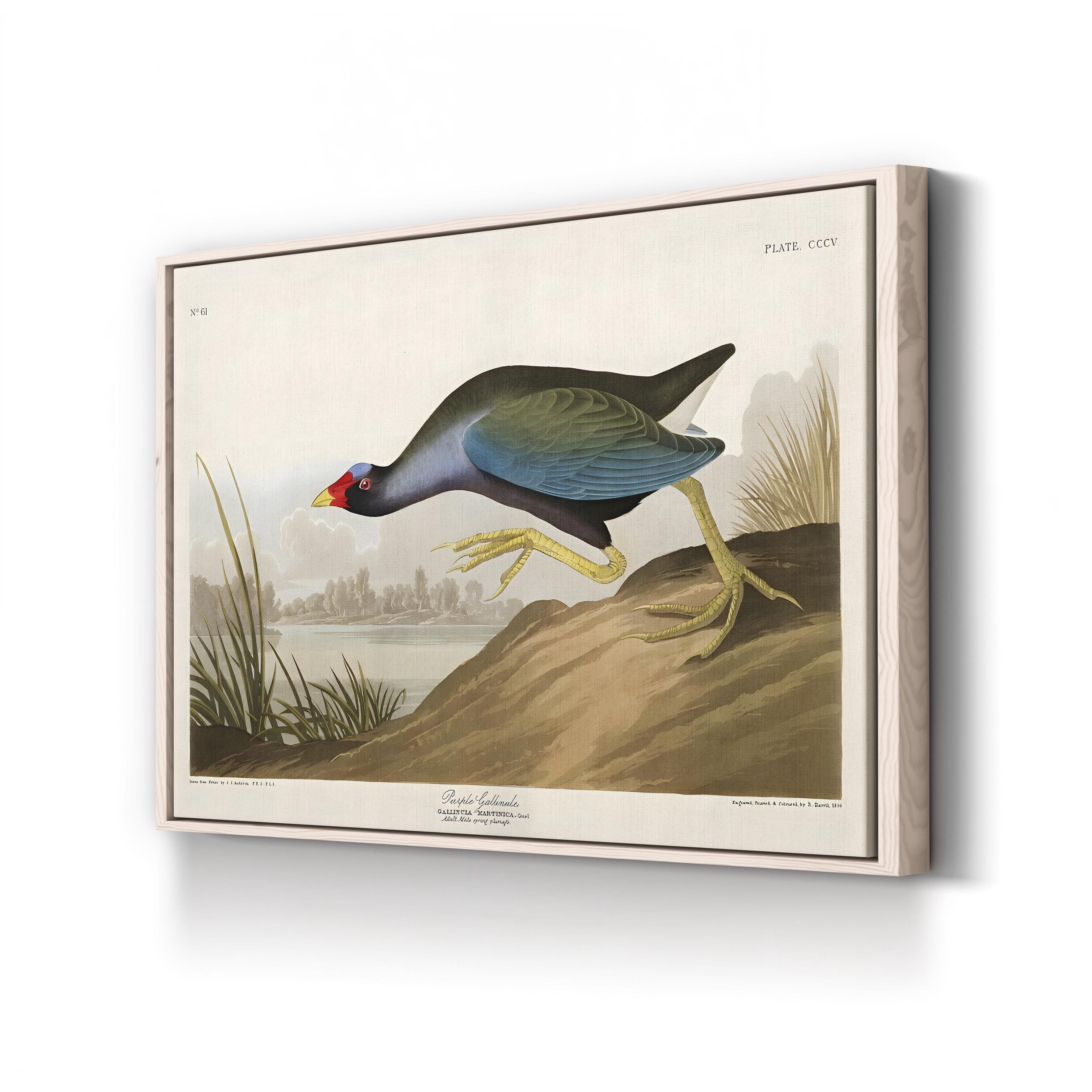 Purple Ganaule Audubon Vintage Bird Illustration Artwork by John James Audubon