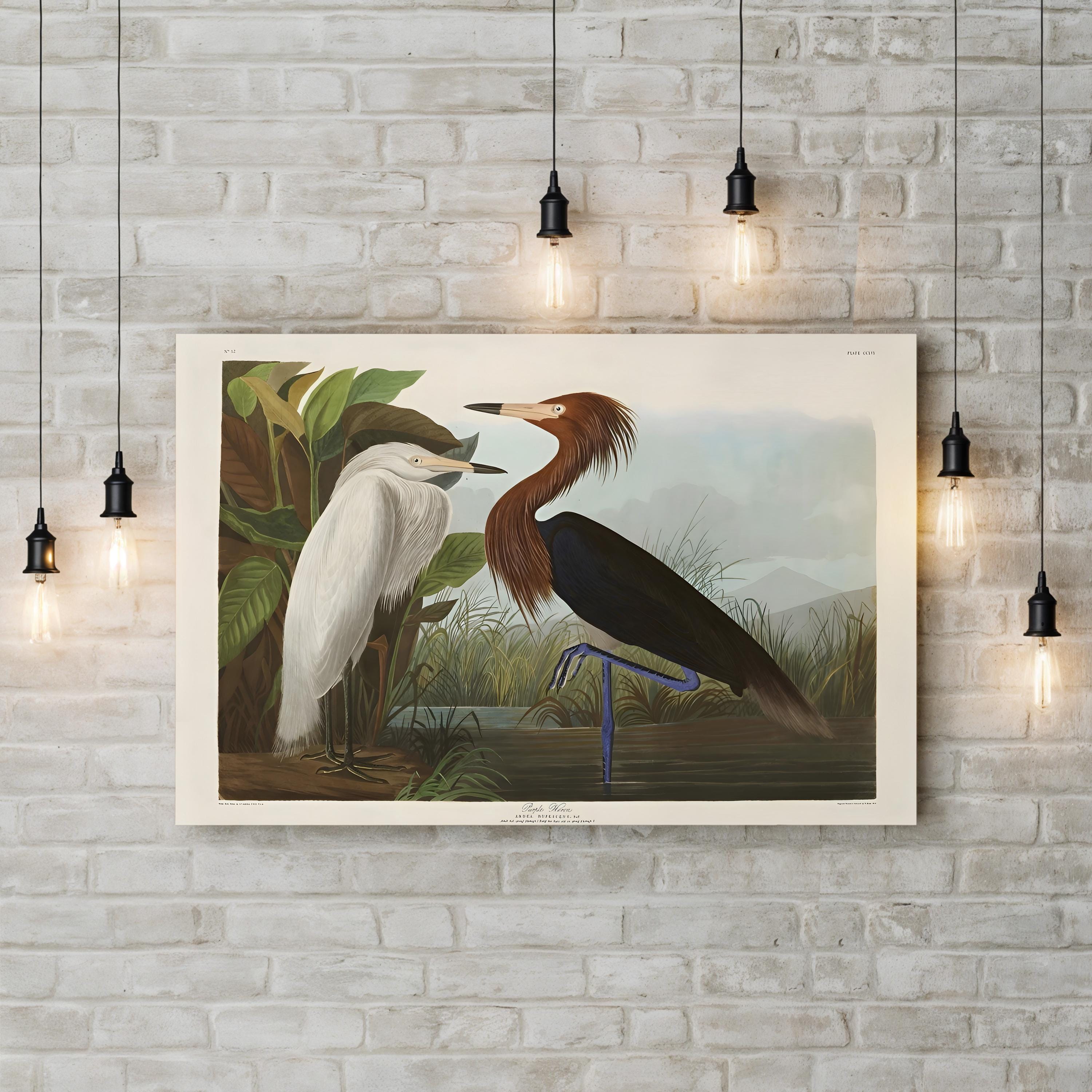 Purple & White Herons – Period Illustration Wall Art | 19th-Century Bird Canvas Print