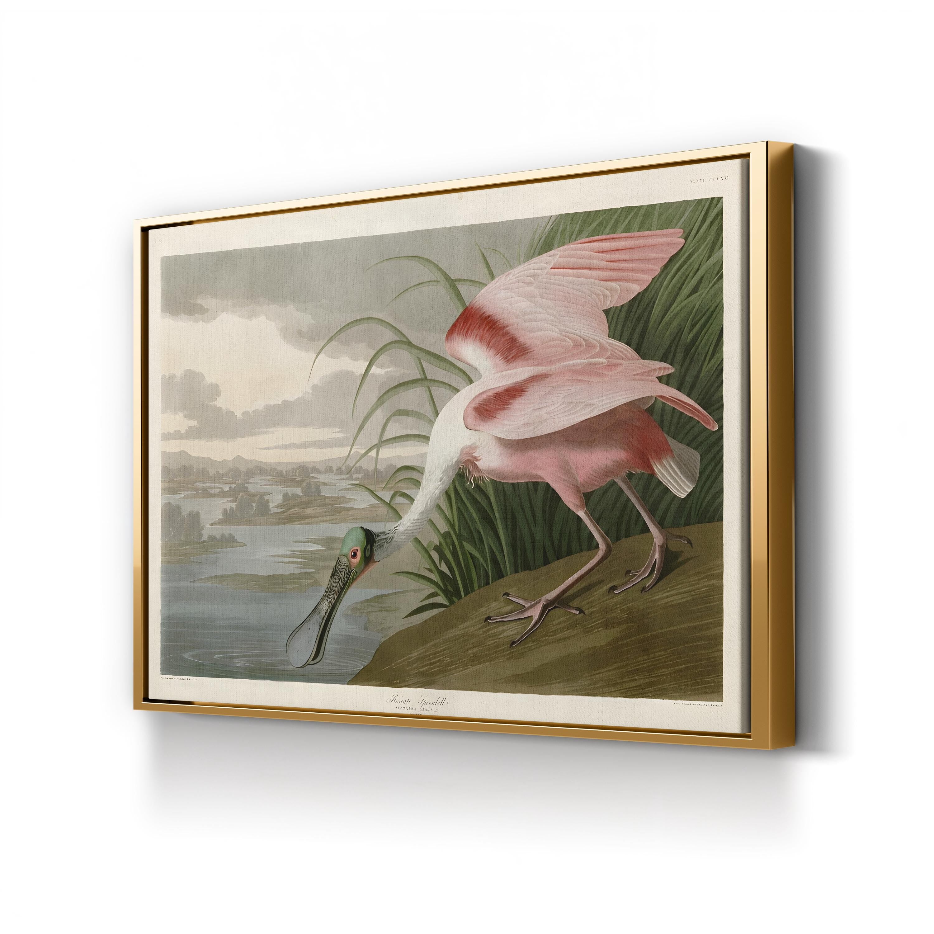 Roseate Spoonbill, Pink Plumage – Period Illustration Wall Art | Coastal Bird Canvas Print