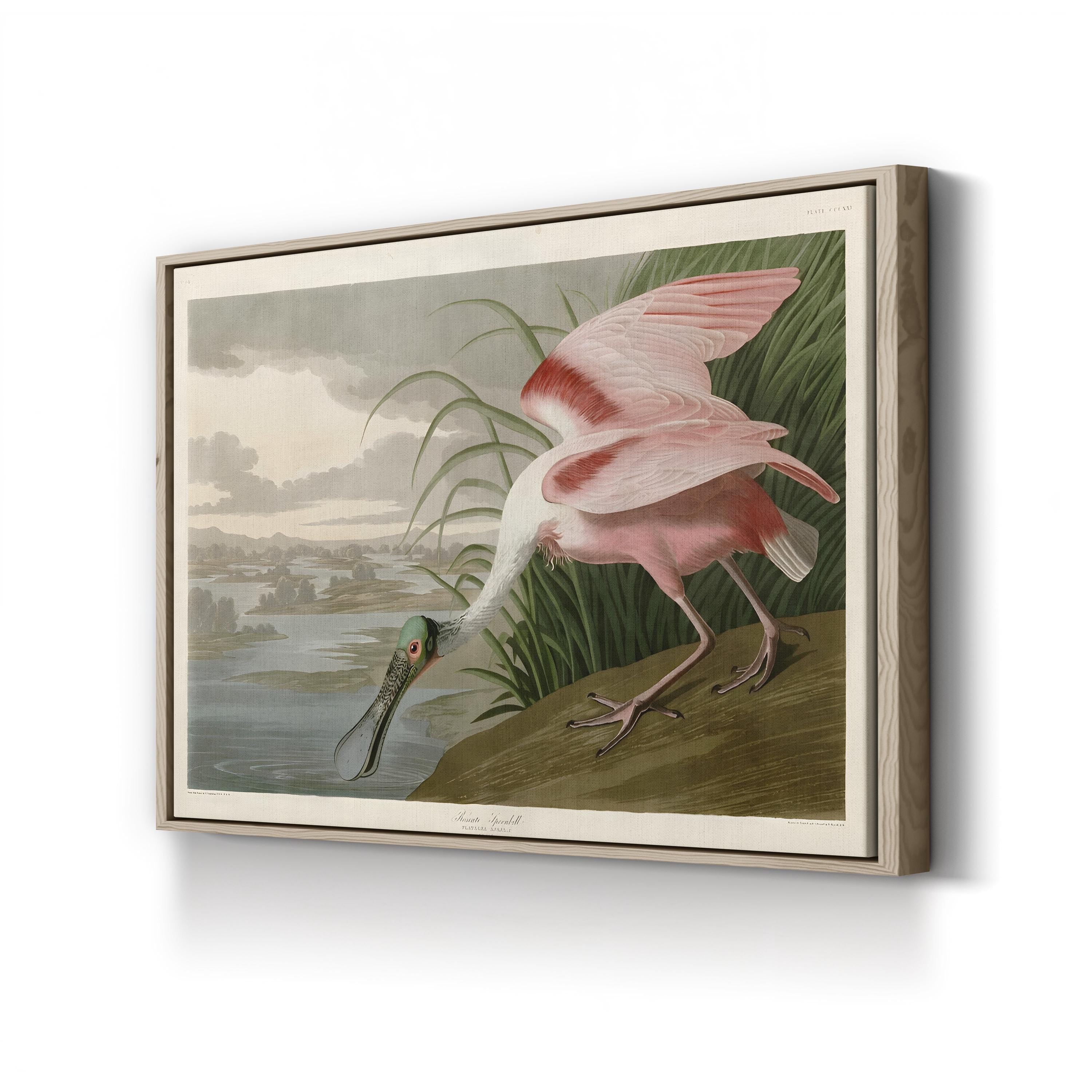 Roseate Spoonbill, Pink Plumage – Period Illustration Wall Art | Coastal Bird Canvas Print