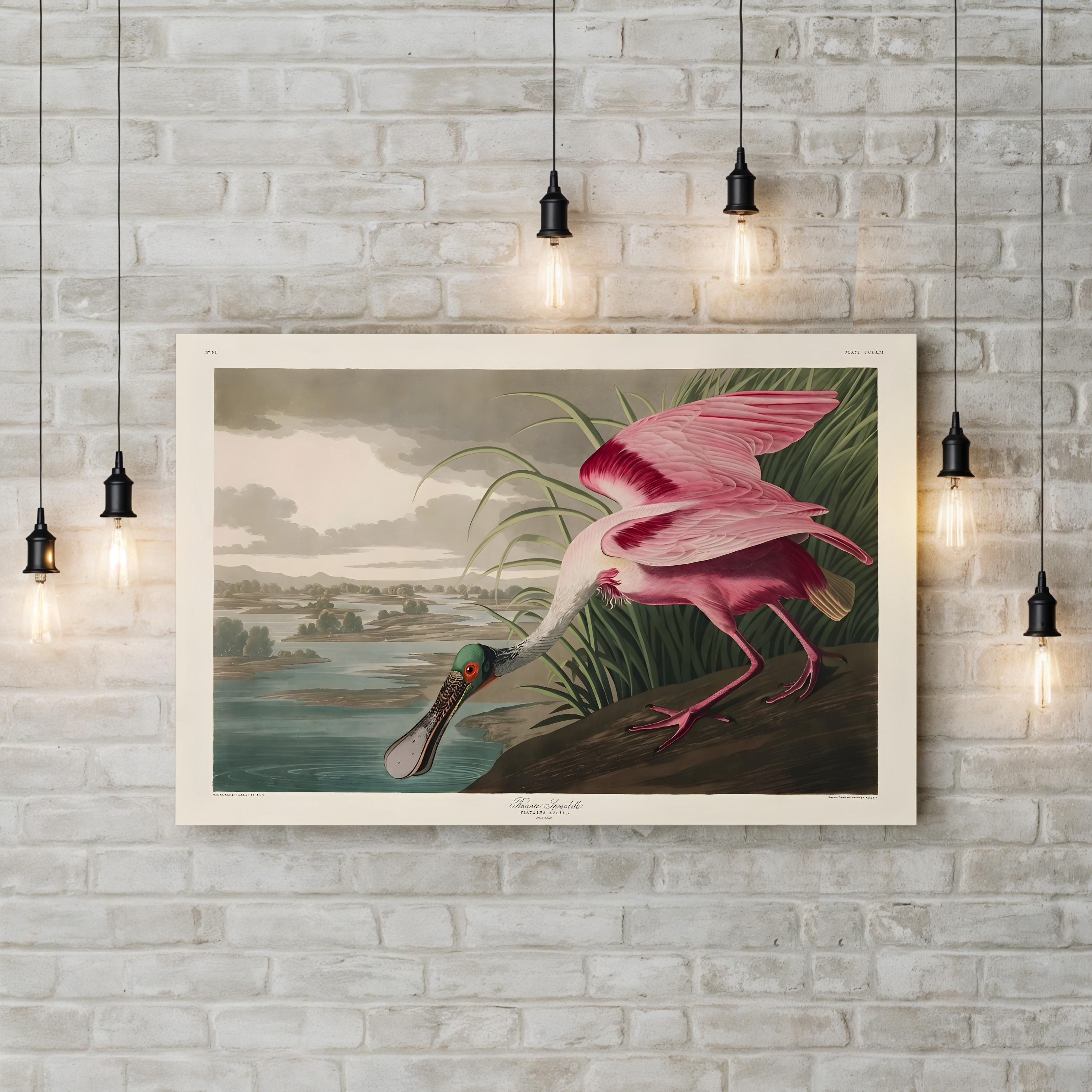 Roseate Spoonbills II Wall Art – Vintage Wildlife Bird Illustration Canvas