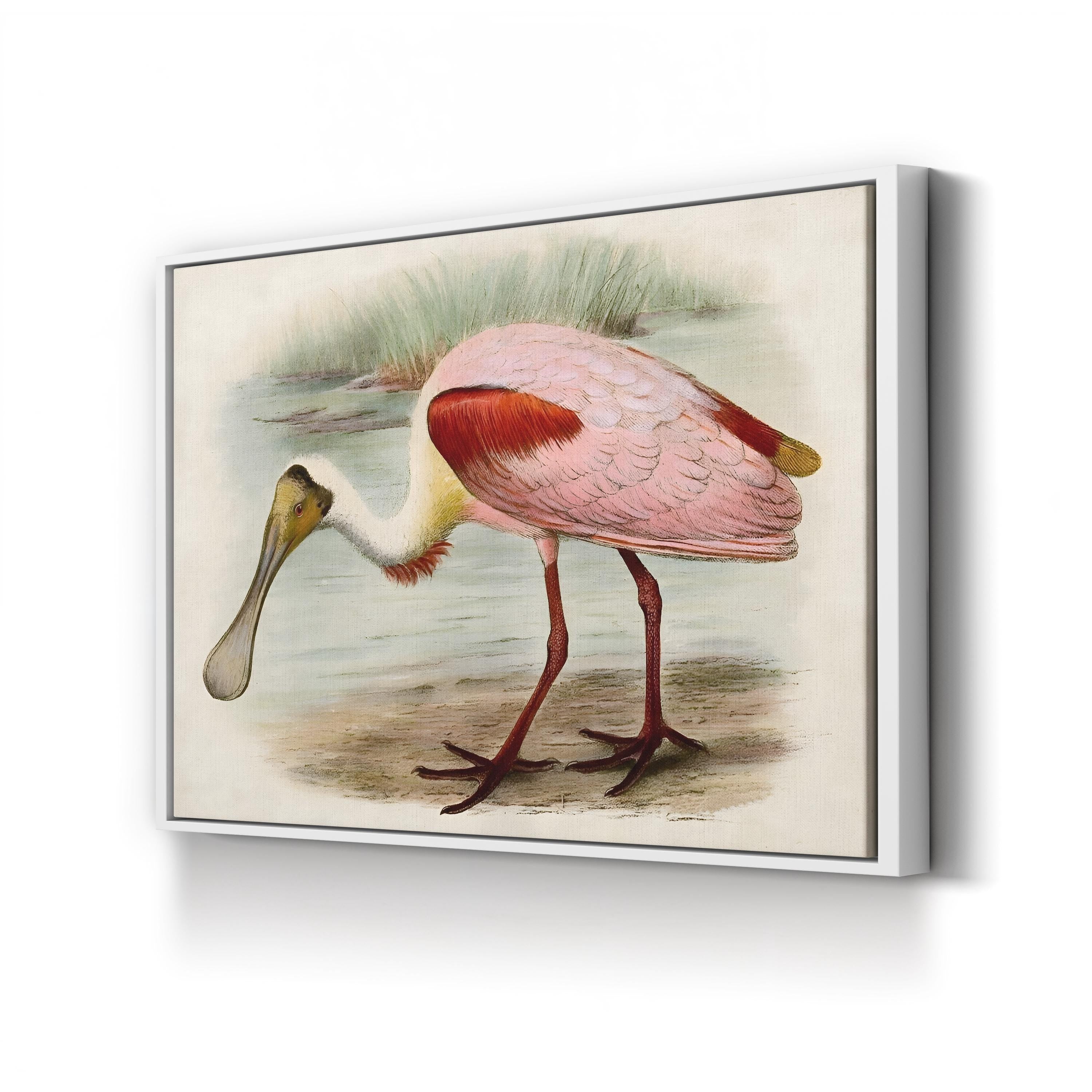 Roseate Spoonbills II Wall Art – Vintage Wildlife Bird Illustration Canvas
