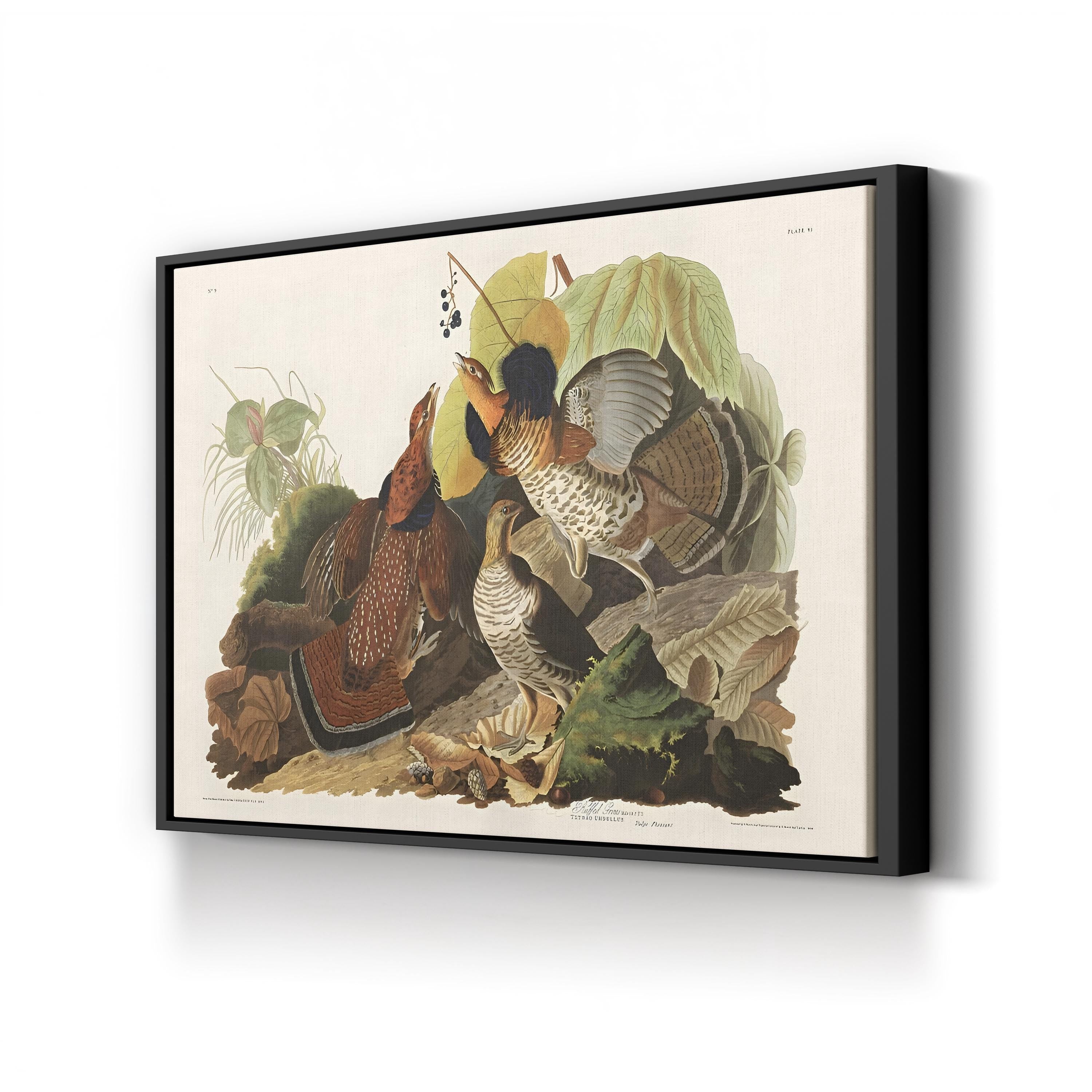 Ruffed Grouse Wall Art by John James Audubon – Classic Wildlife Illustration Canvas