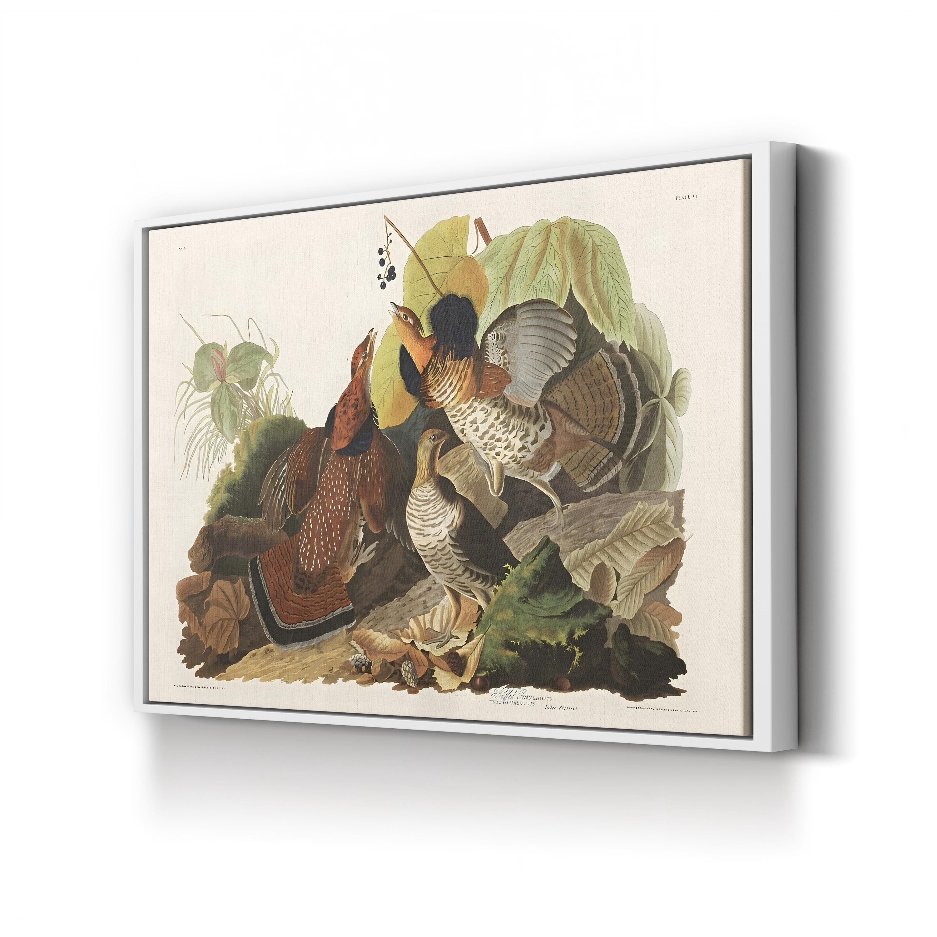Ruffed Grouse Wall Art by John James Audubon – Classic Wildlife Illustration Canvas