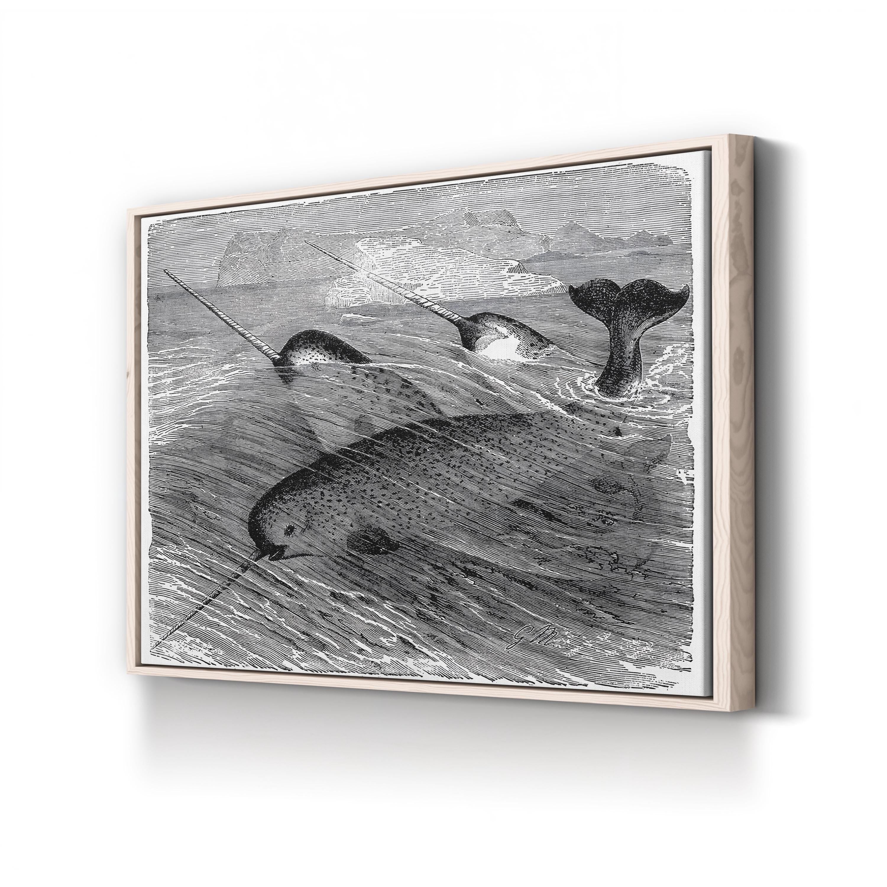 Vintage Narwhal – Period Illustration Wall Art | Black & White Ocean Wildlife Canvas Print