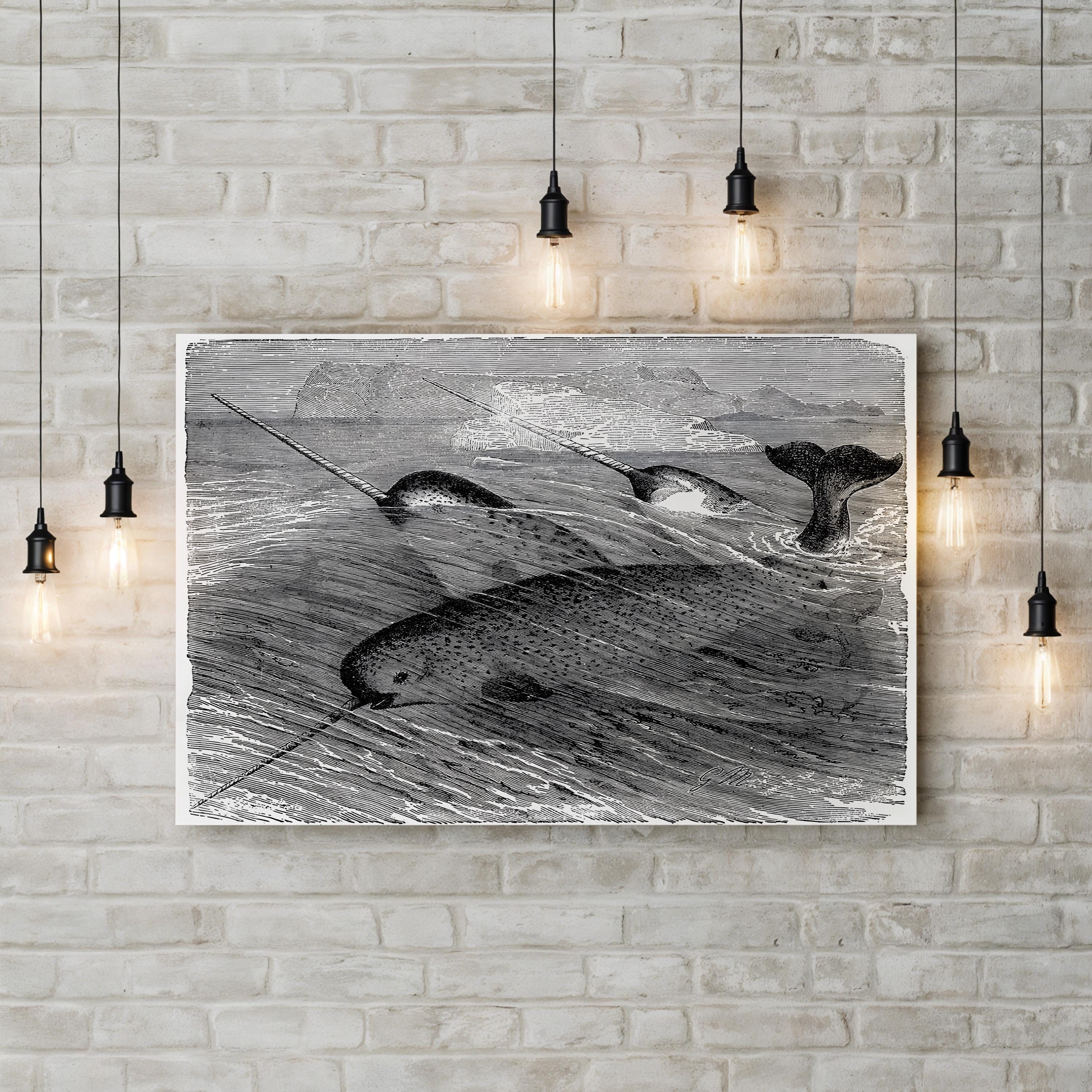 Vintage Narwhal – Period Illustration Wall Art | Black & White Ocean Wildlife Canvas Print