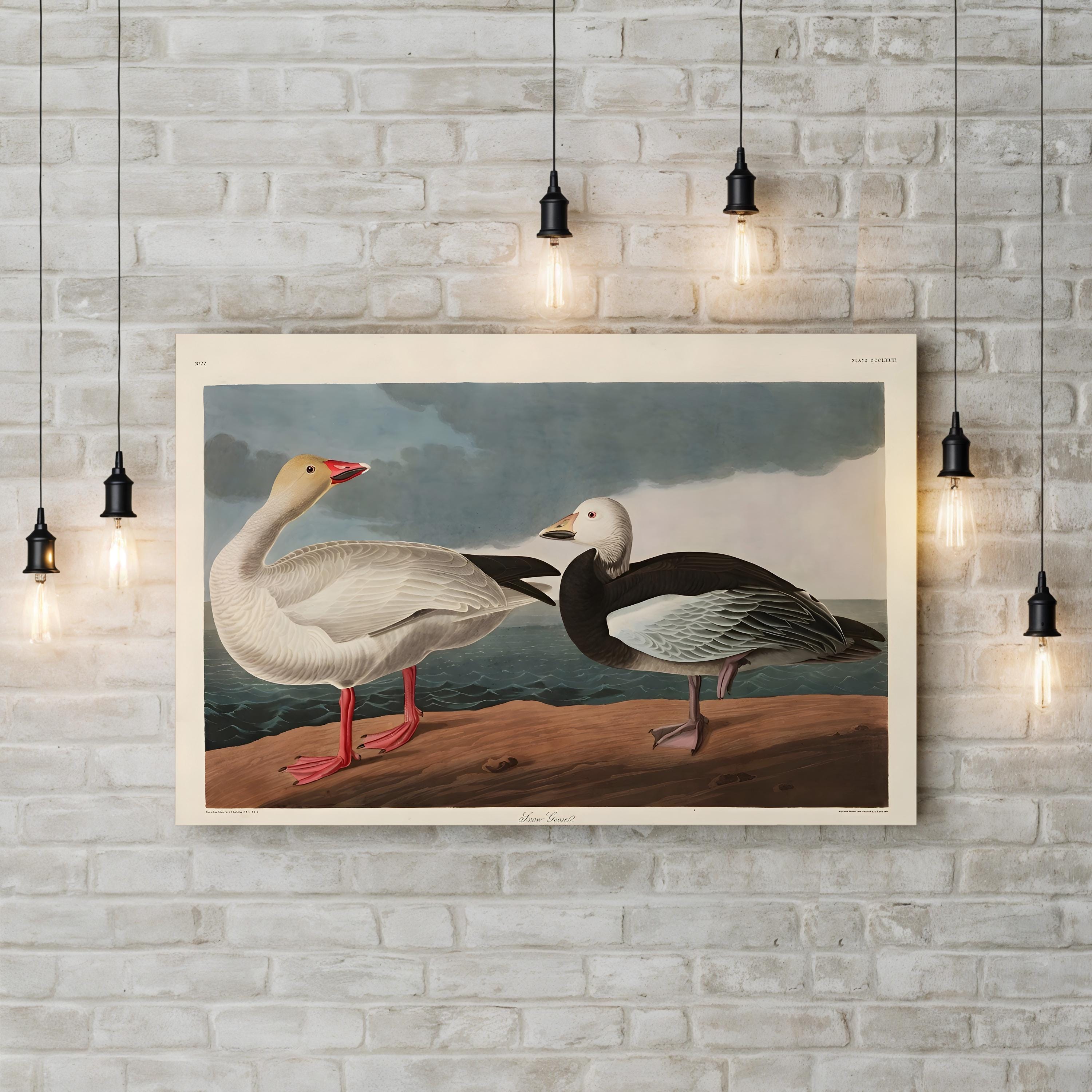 Vintage Snow Goose in Flight – Period Illustration Wall Art | Wildlife Canvas Print