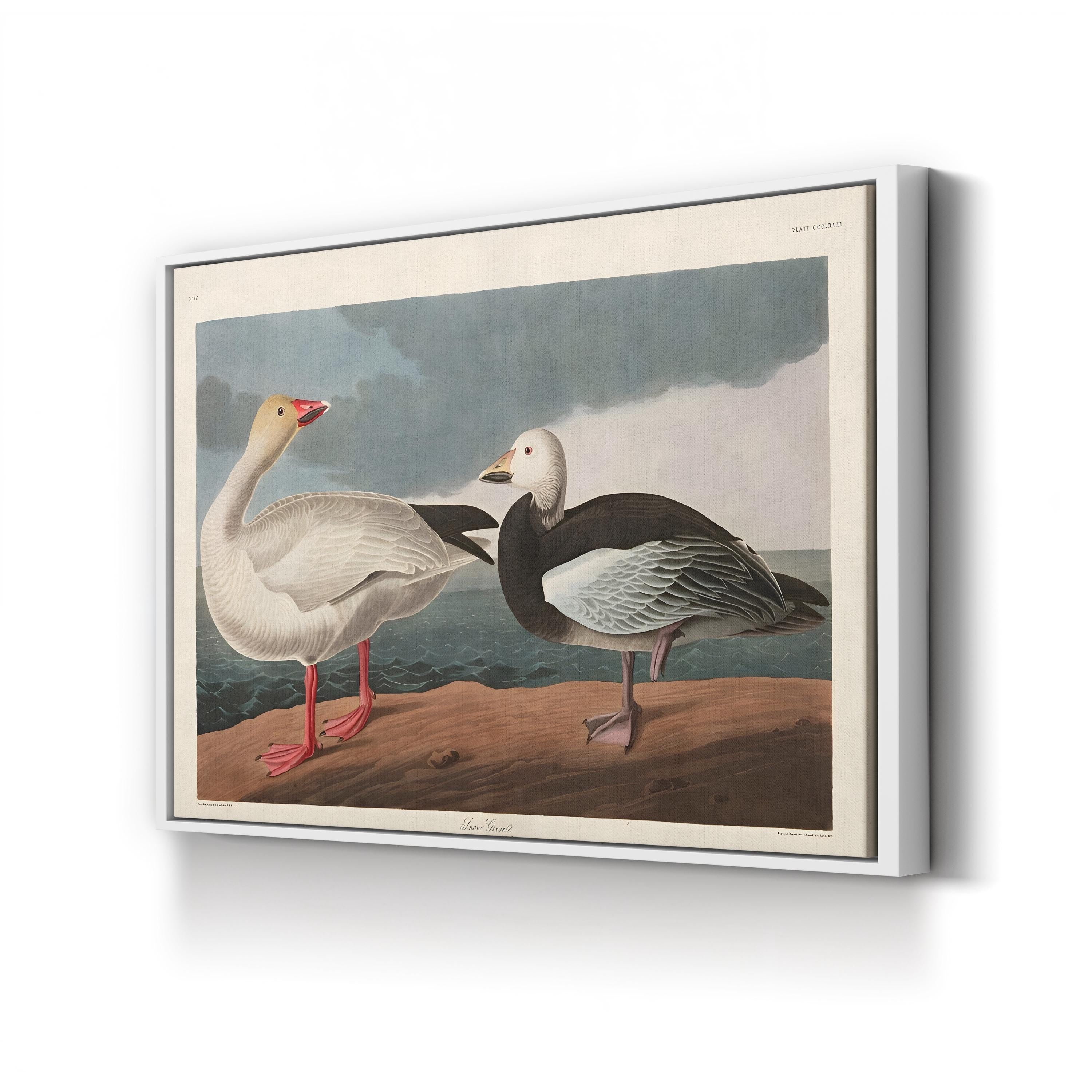 Vintage Snow Goose in Flight – Period Illustration Wall Art | Wildlife Canvas Print