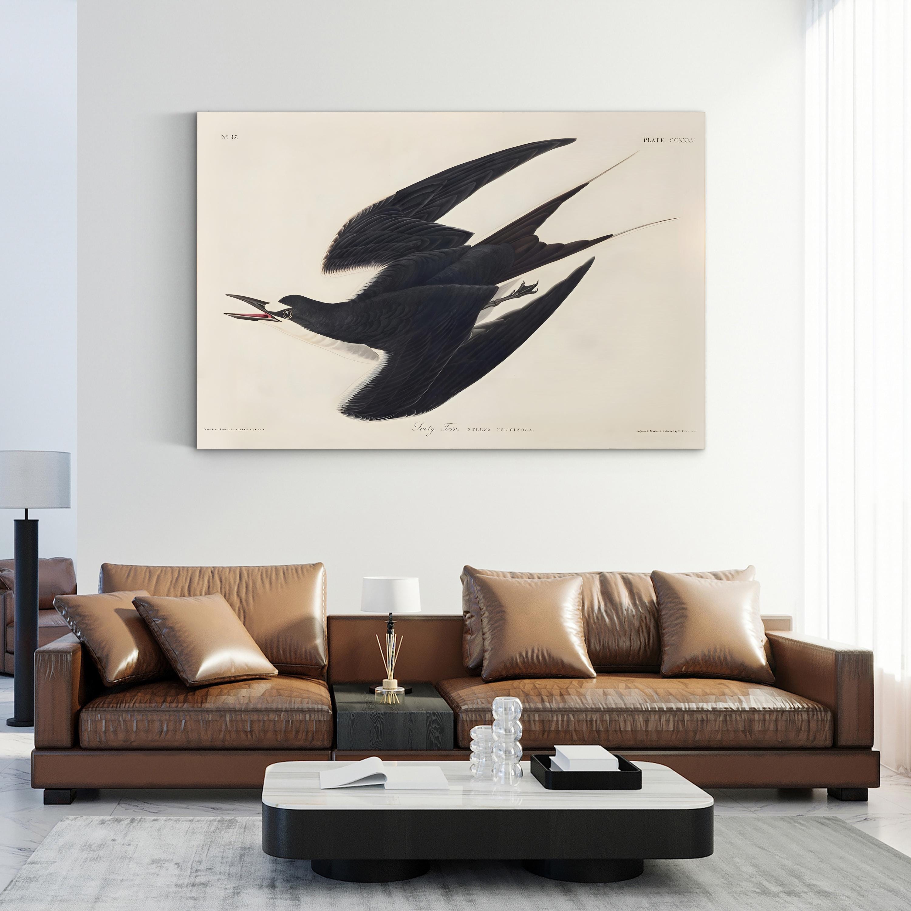 Sooty Tern Wall Art by John James Audubon