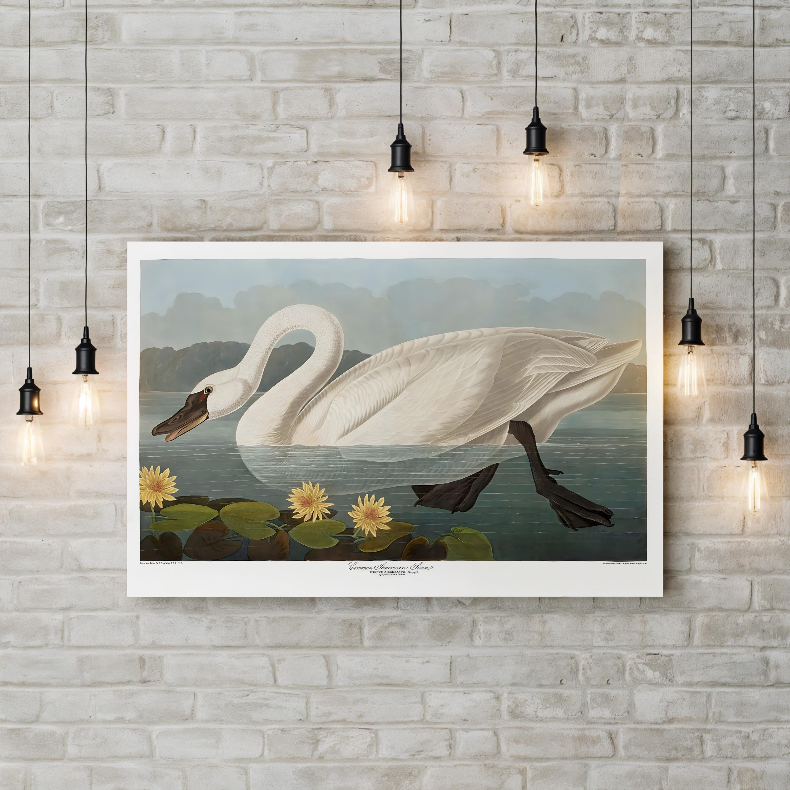 Swan Wall Art by Vintage Apple Collection – Vintage Scientific Bird Illustration Canvas Print