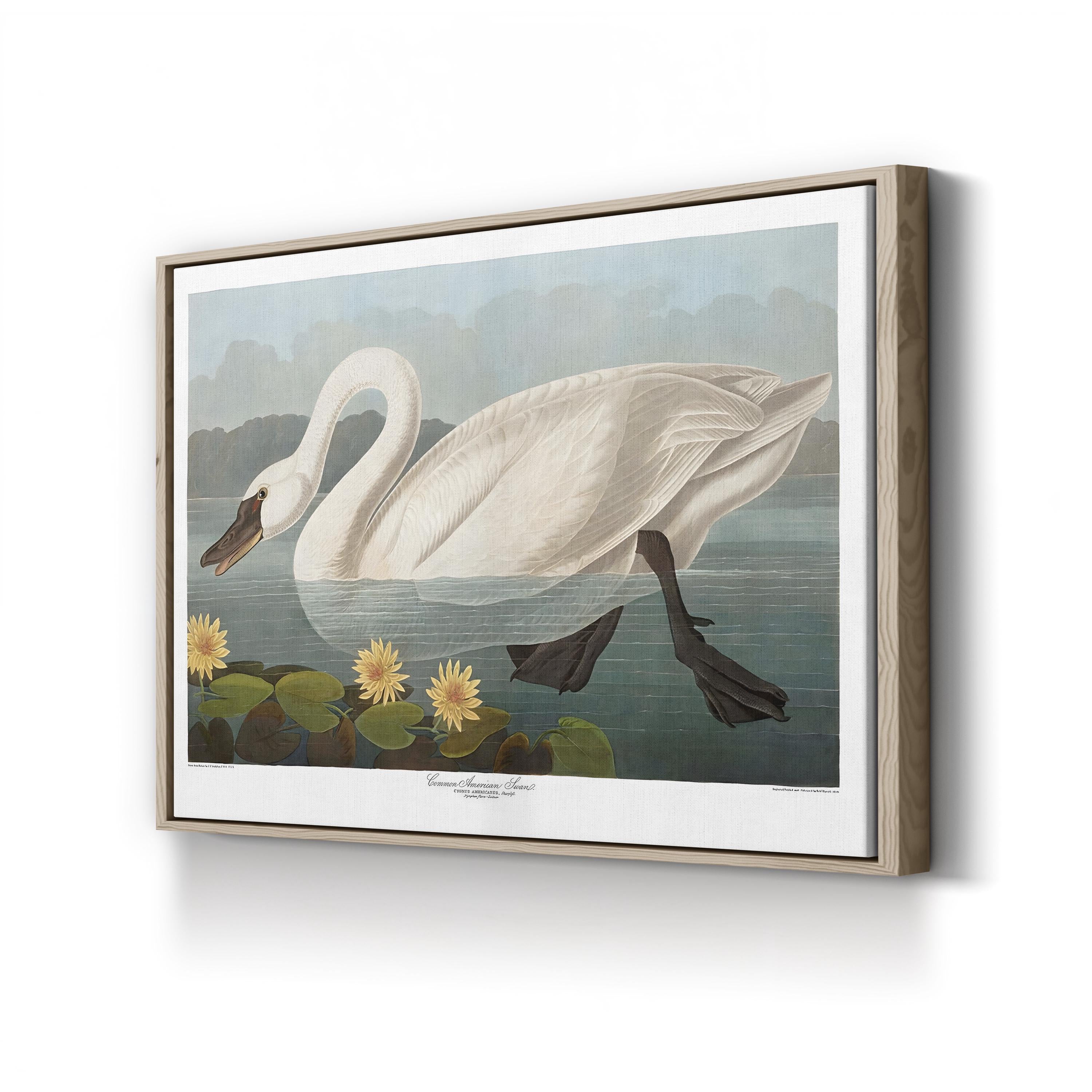 Swan Wall Art by Vintage Apple Collection – Vintage Scientific Bird Illustration Canvas Print