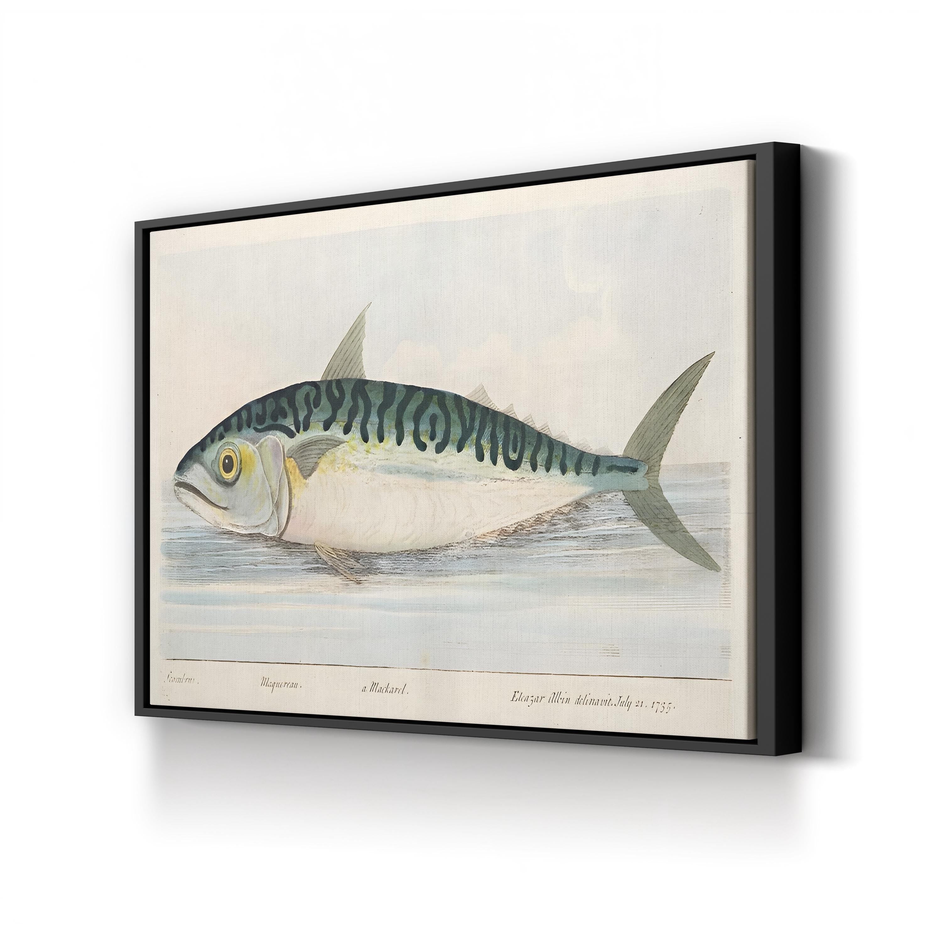 The Mackerel (1832) Wall Art by Eleazar Albin – Antique Natural History Fish Engraving