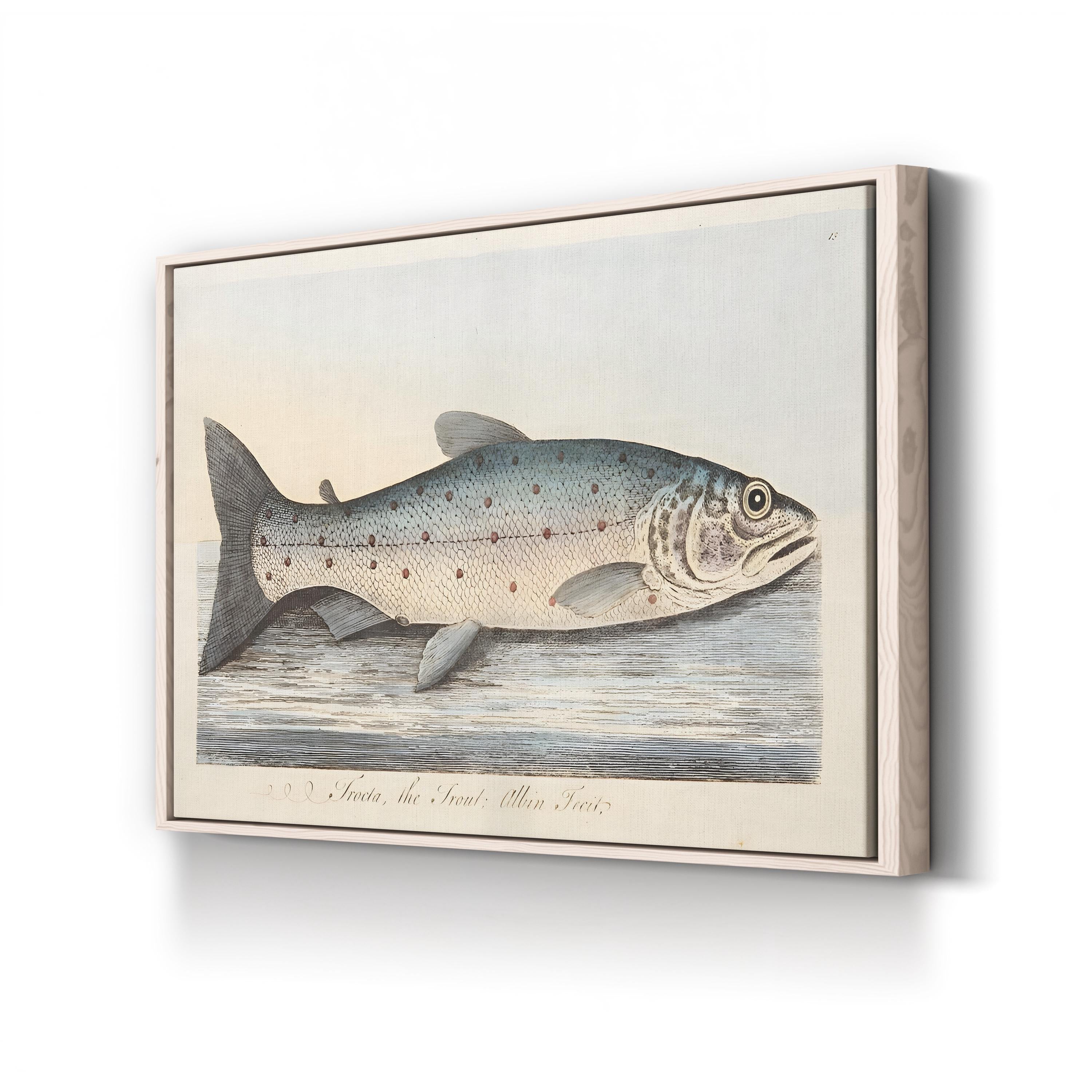 The Trout, 1832 by Eleazar Albin canvas print in Natural frame