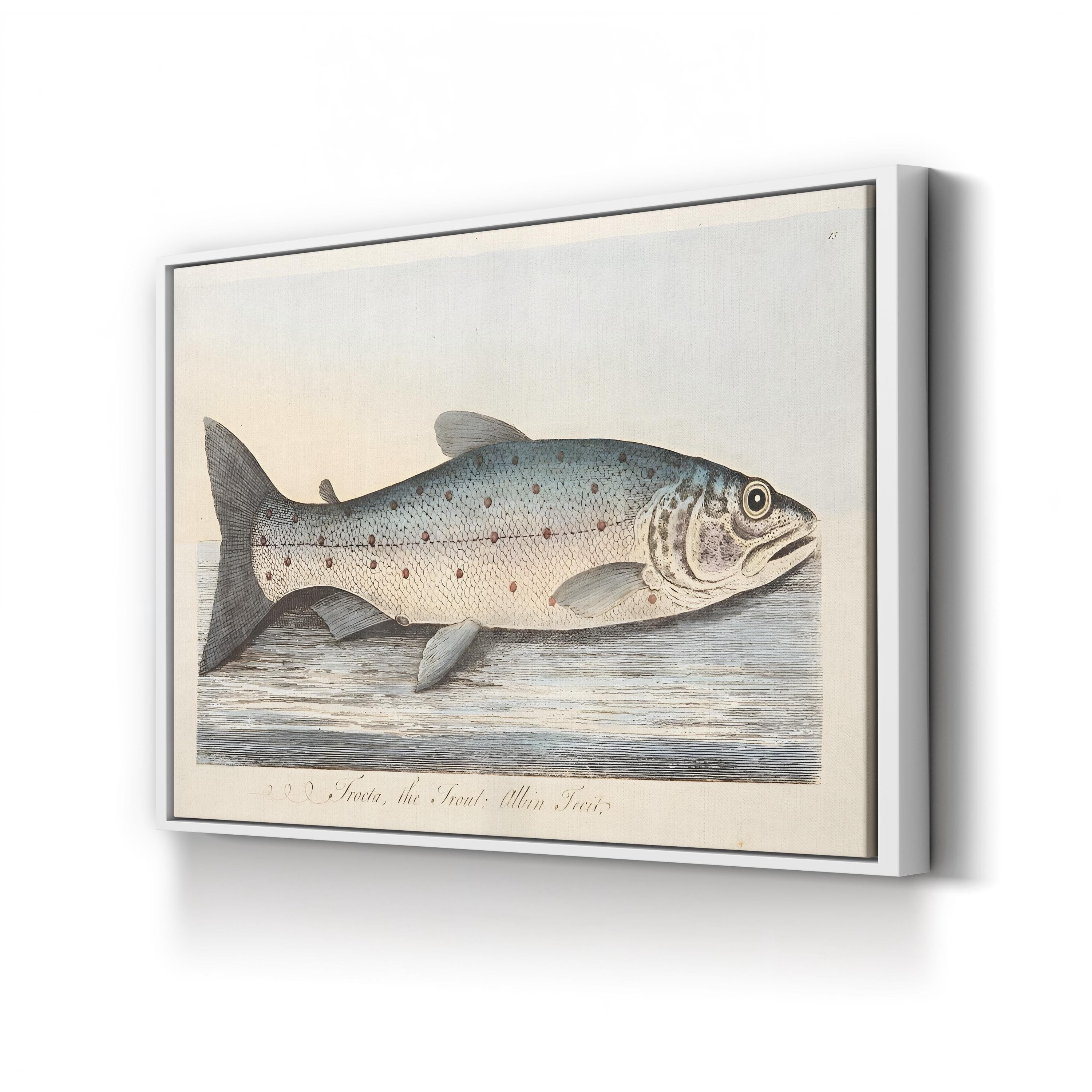 The Trout, 1832 by Eleazar Albin canvas print in White frame
