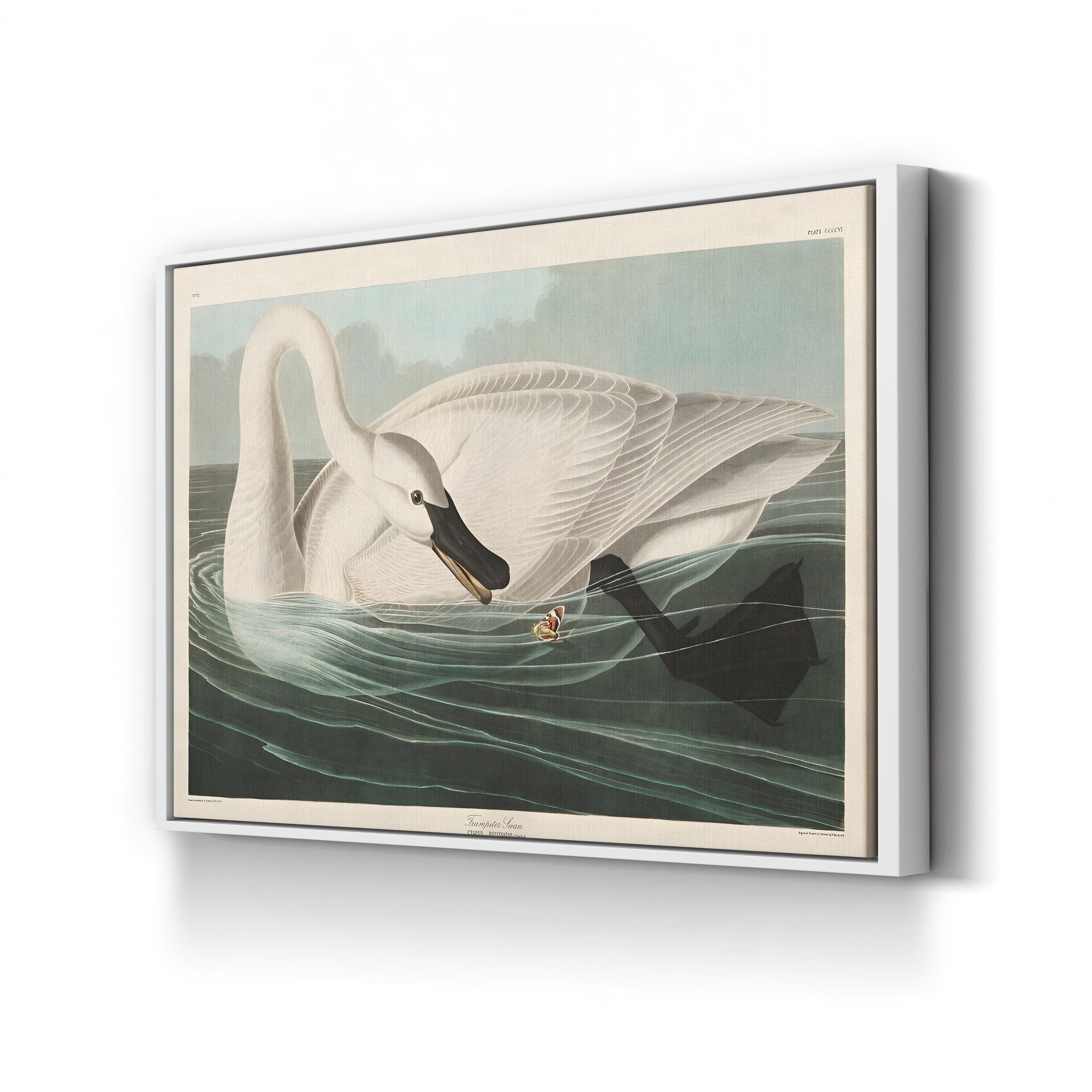 Trumpeter Swan Canvas Art Print: Vintage Wildlife Wall Art in Hand-Cut Wood Frame