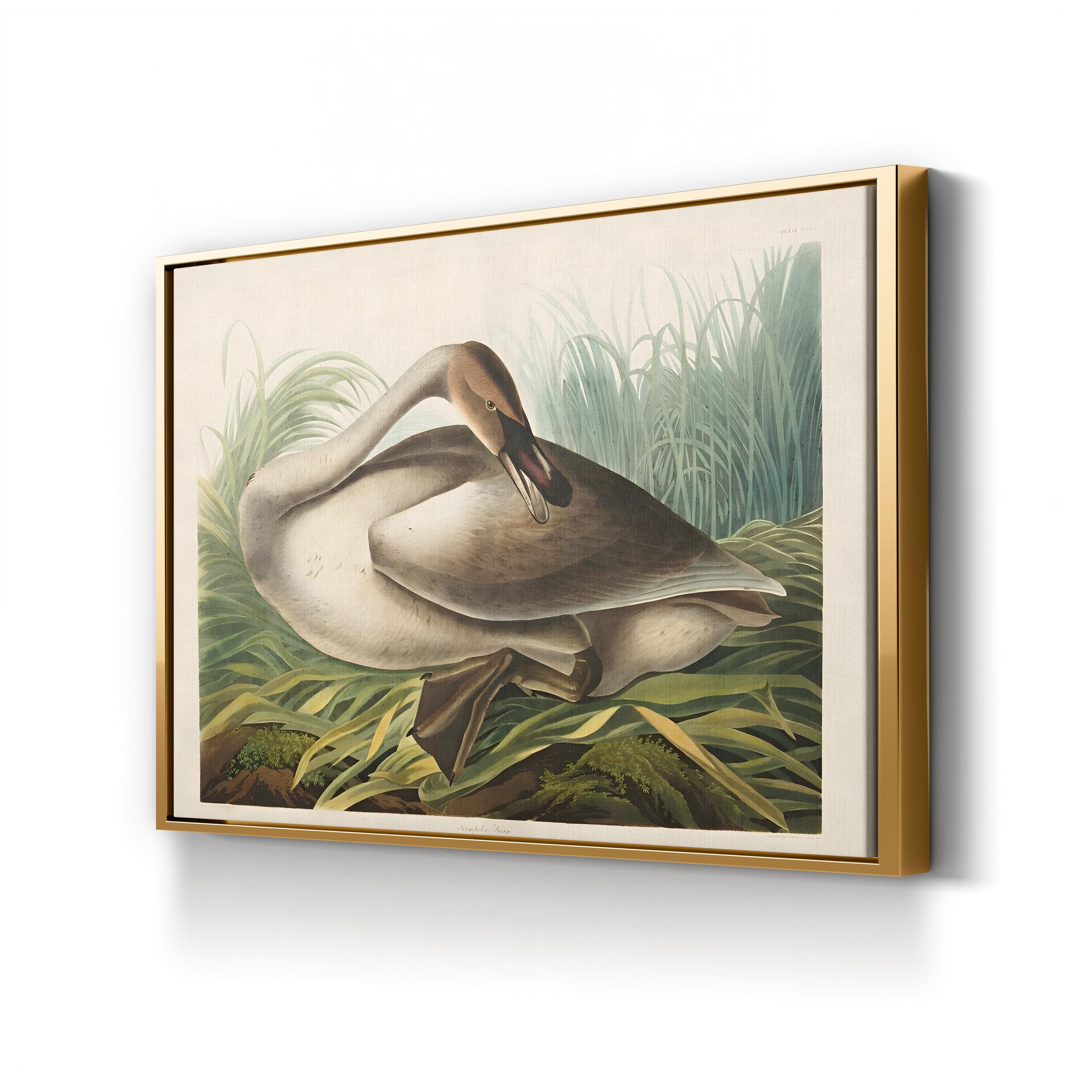 Trumpeter Swans Canvas Wall Art: Audubon Hand-Colored Wildlife Print