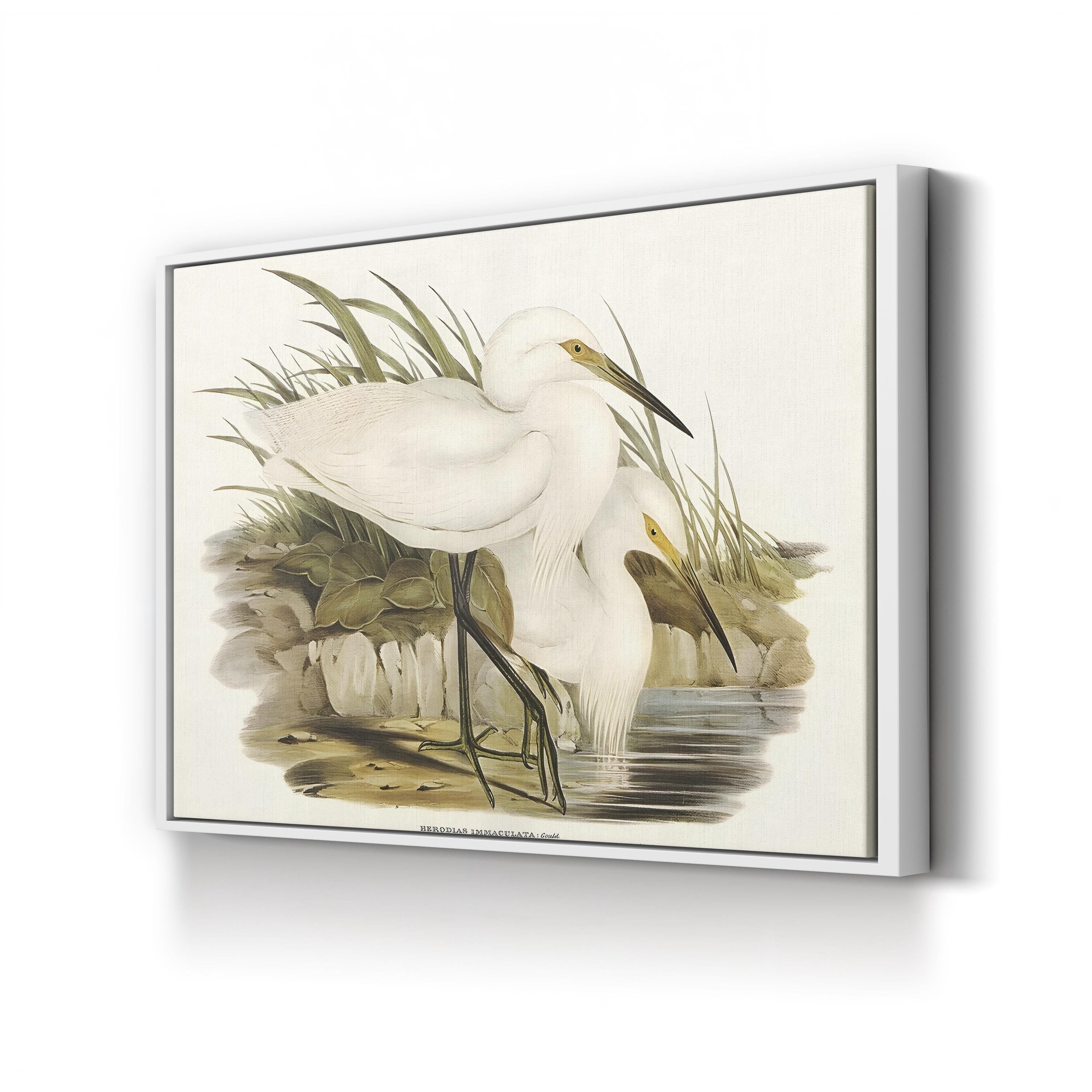 Coastal Egret Waterbird – Period Illustration Wall Art | Vintage Wildlife Canvas Print