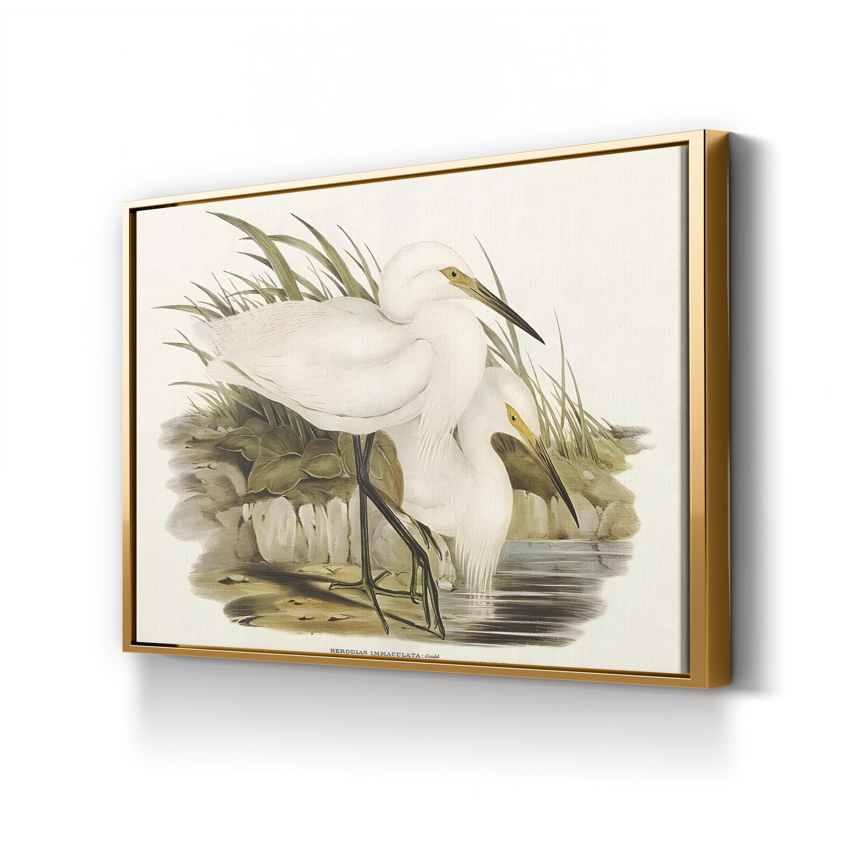 Coastal Egret Waterbird – Period Illustration Wall Art | Vintage Wildlife Canvas Print