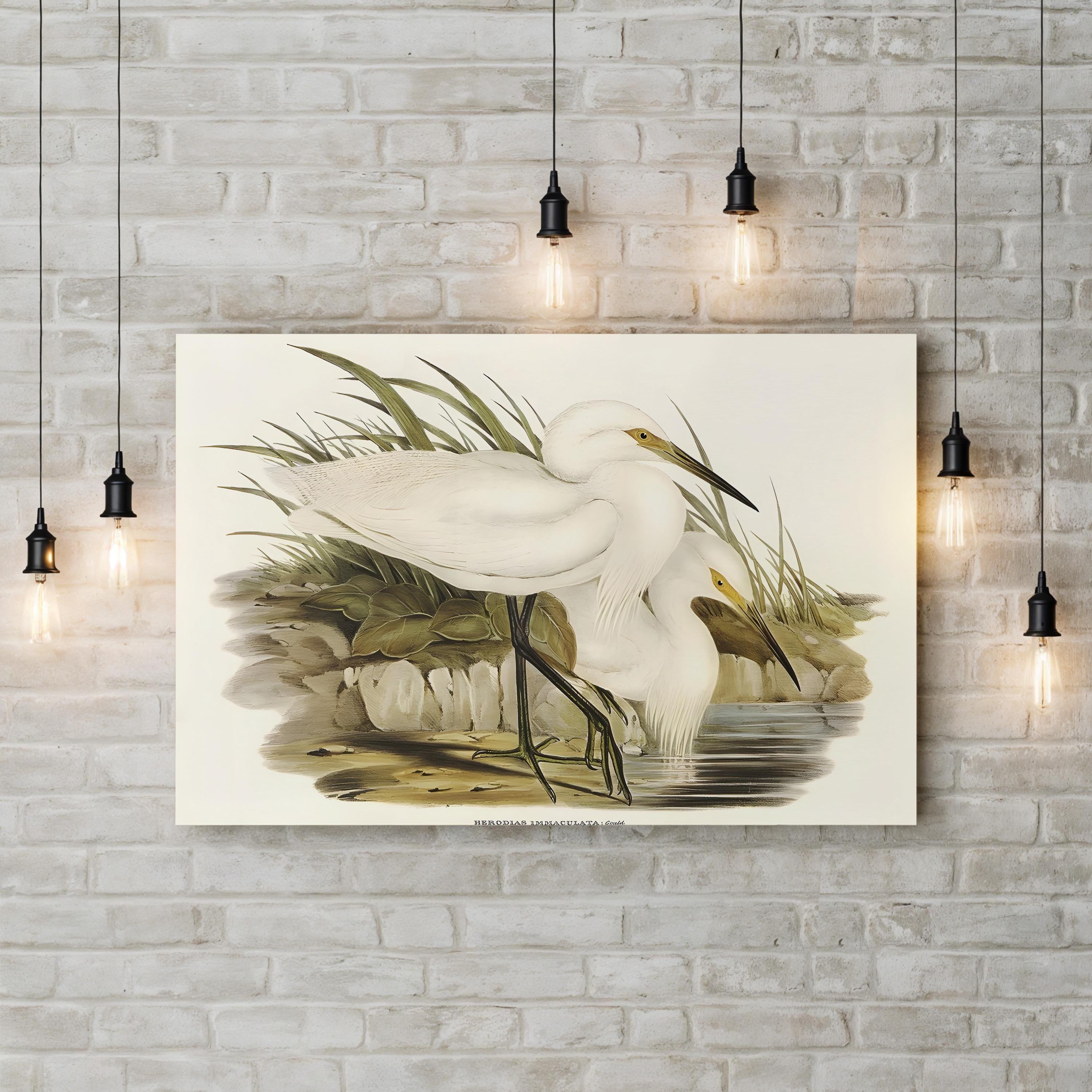 Coastal Egret Waterbird – Period Illustration Wall Art | Vintage Wildlife Canvas Print